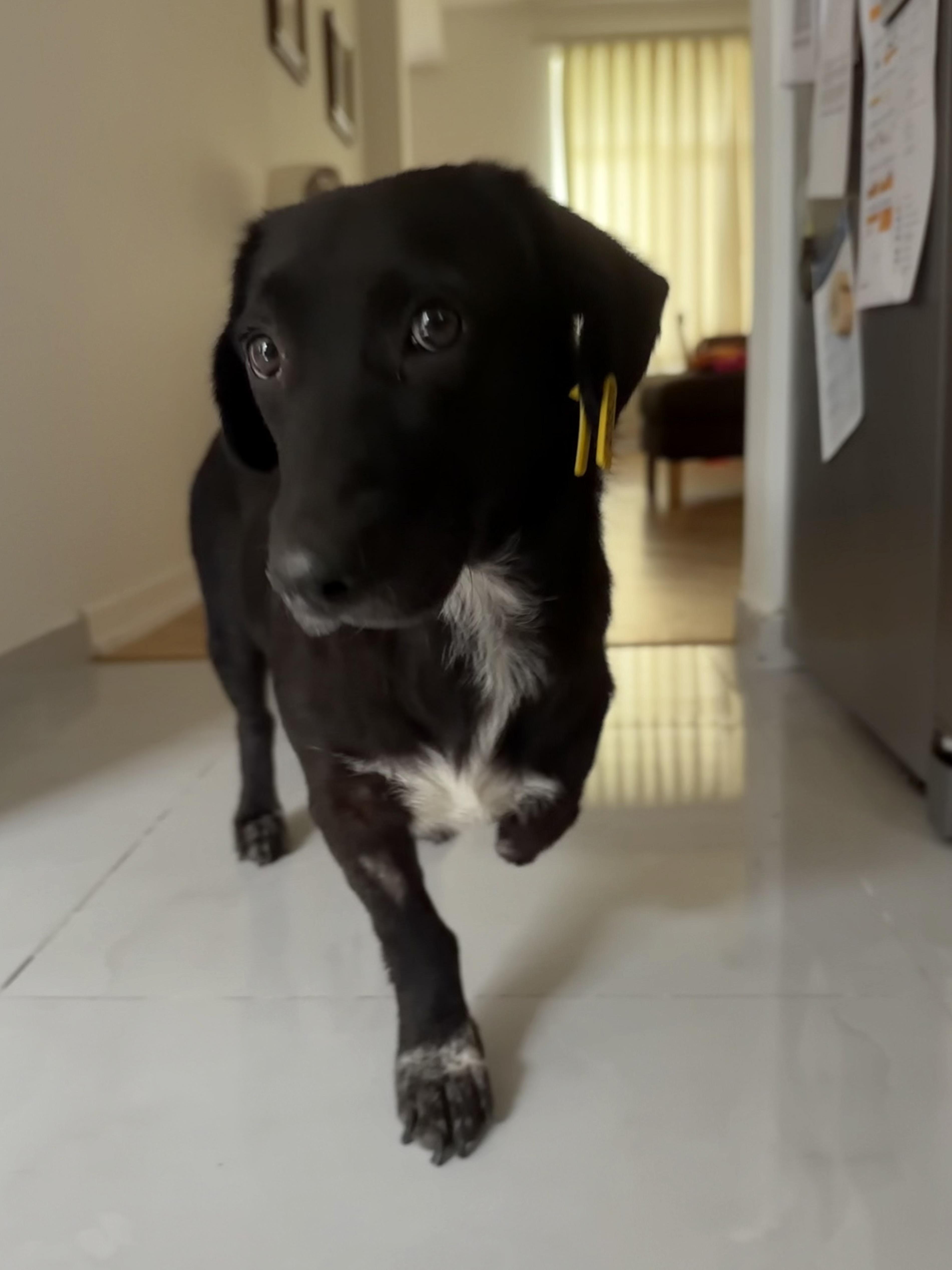 Enlarge Sana, a Adopted mixed breed in Mississauga, ON image 2/6