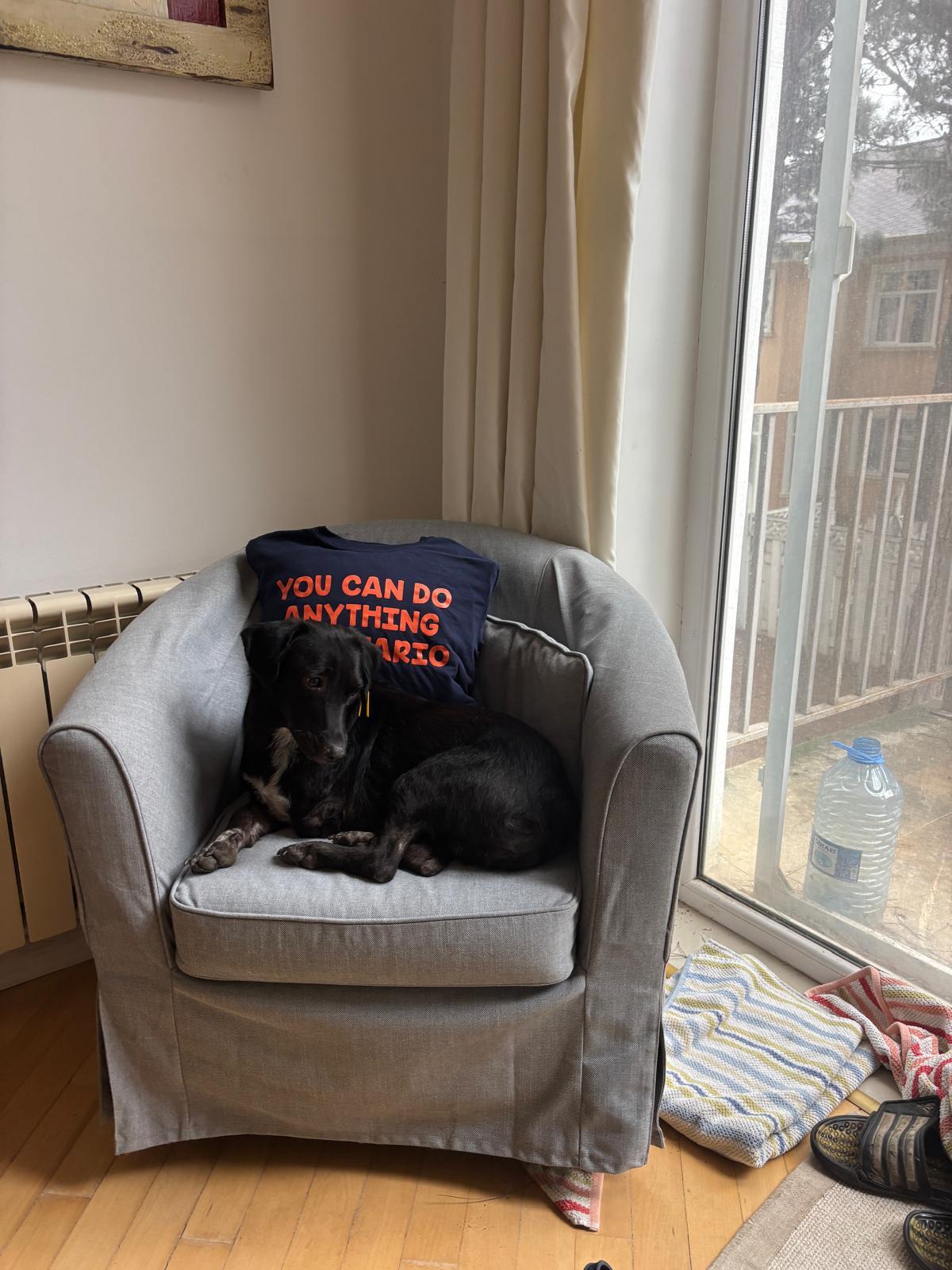 Enlarge Sana, a Adopted mixed breed in Mississauga, ON image 5/6