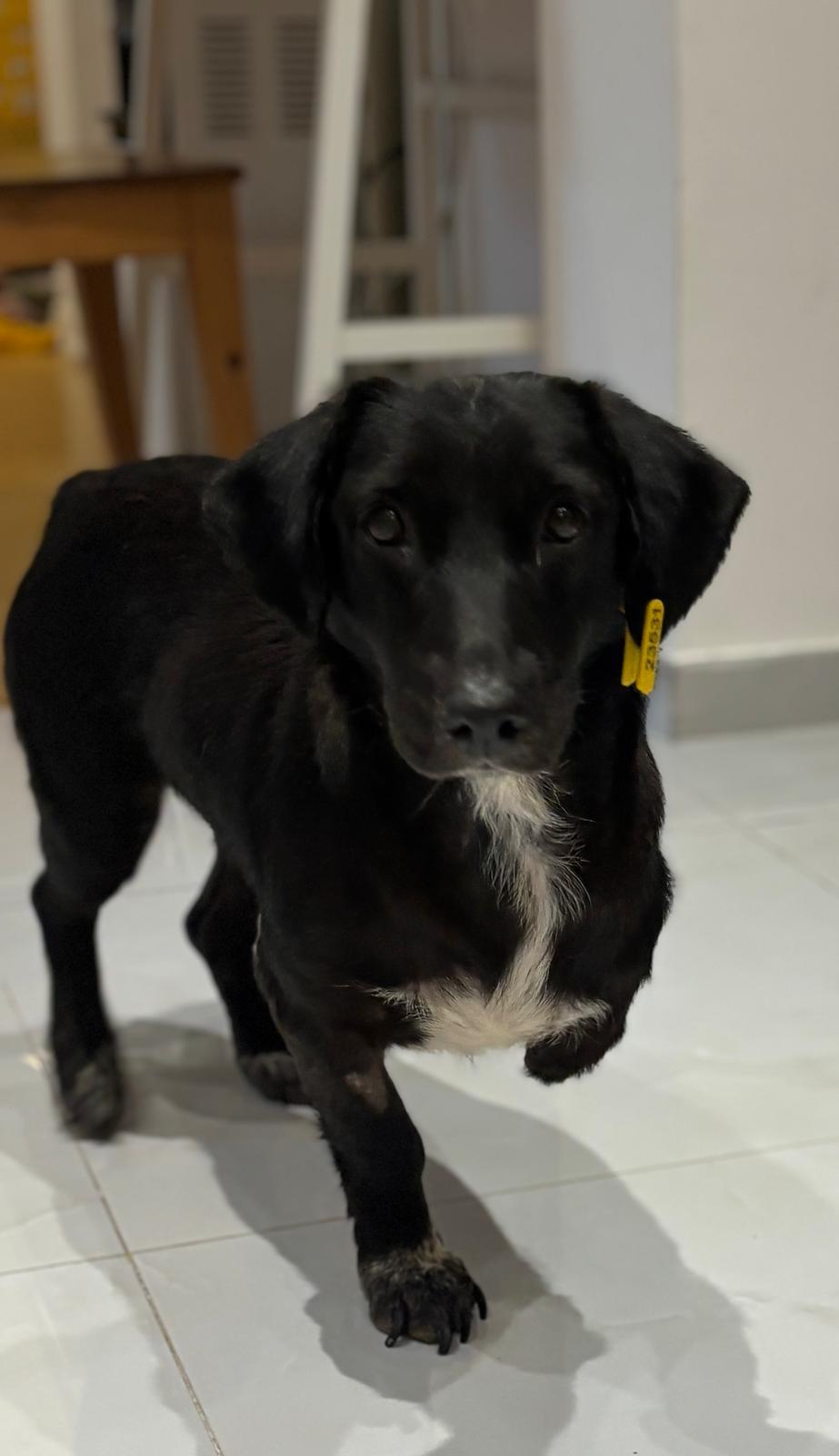 Enlarge Sana, a Adopted mixed breed in Mississauga, ON image 1/6