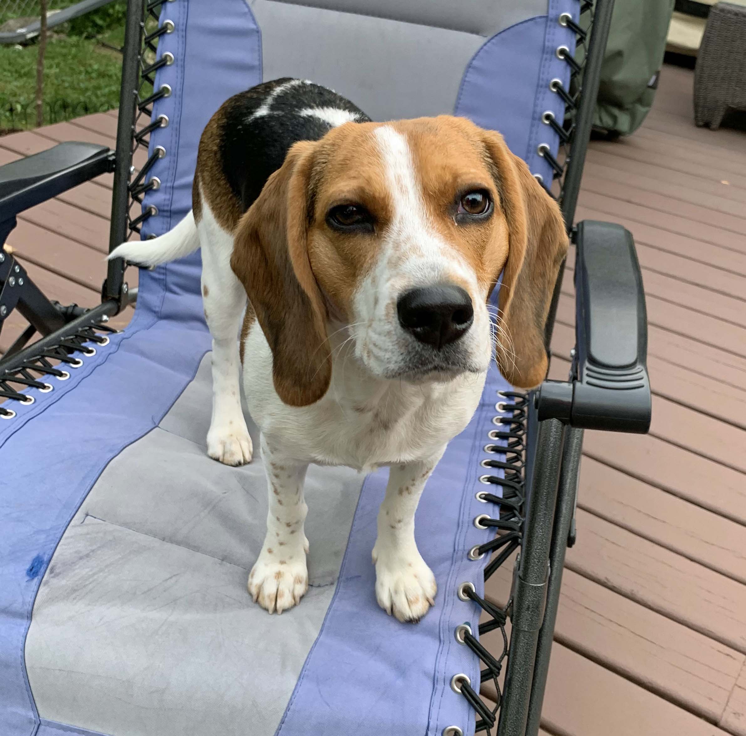 Dog for adoption Darby NEED FOSTER, a Beagle in White Bear Lake, MN