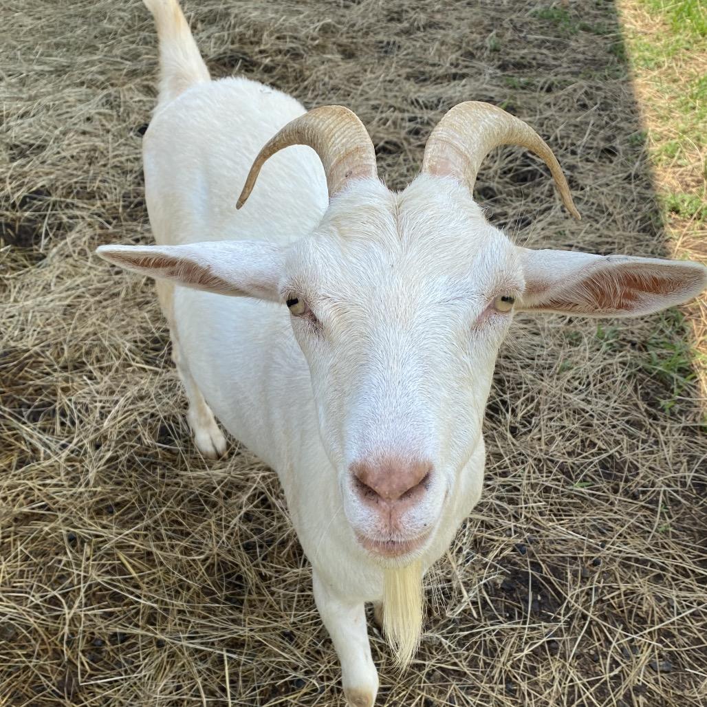 Enlarge Sammie, a Adoptable Saanen in Stokesdale, NC image 1/1