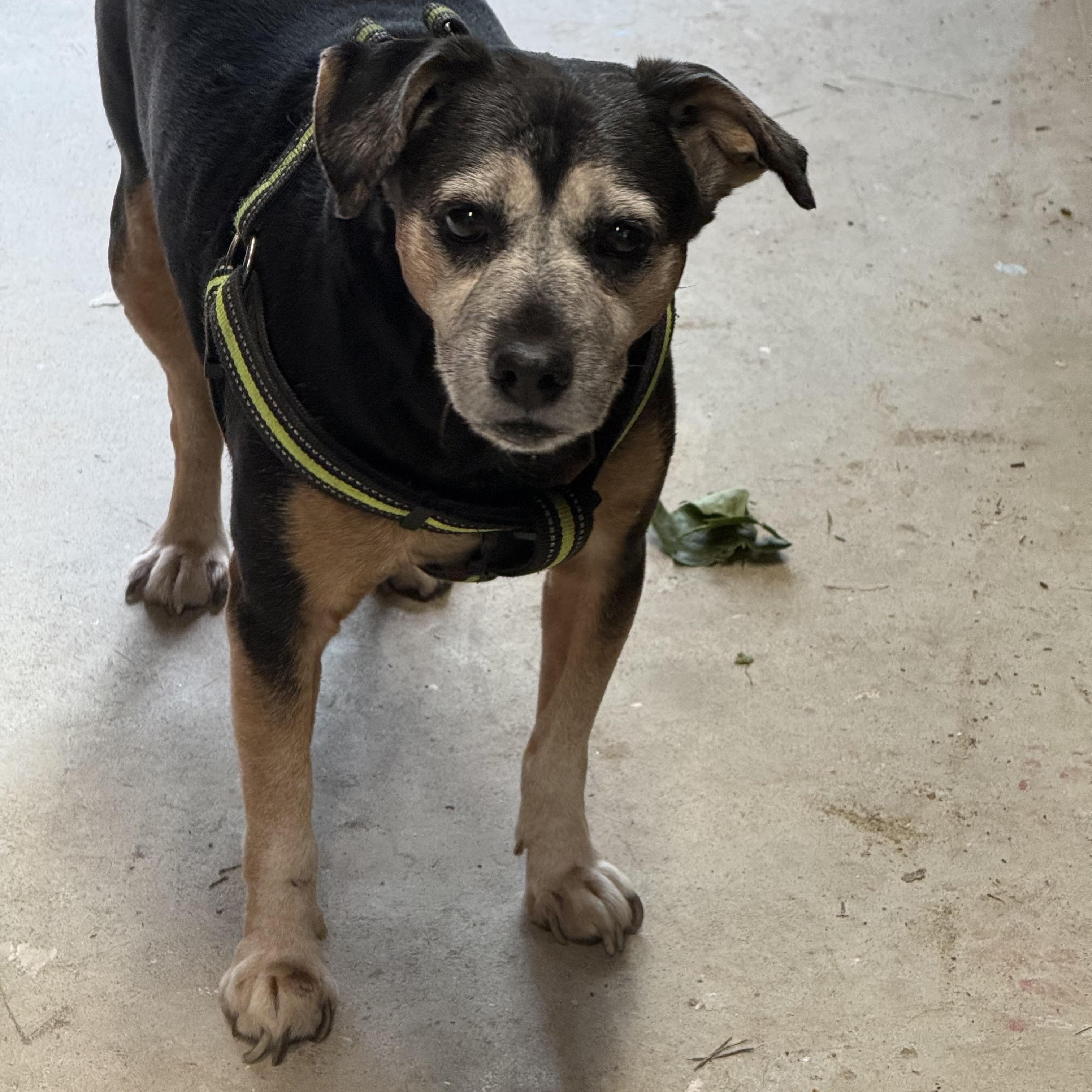 Enlarge Dewey, a ADOPTABLE mixed breed in Wingdale, NY image 1/1