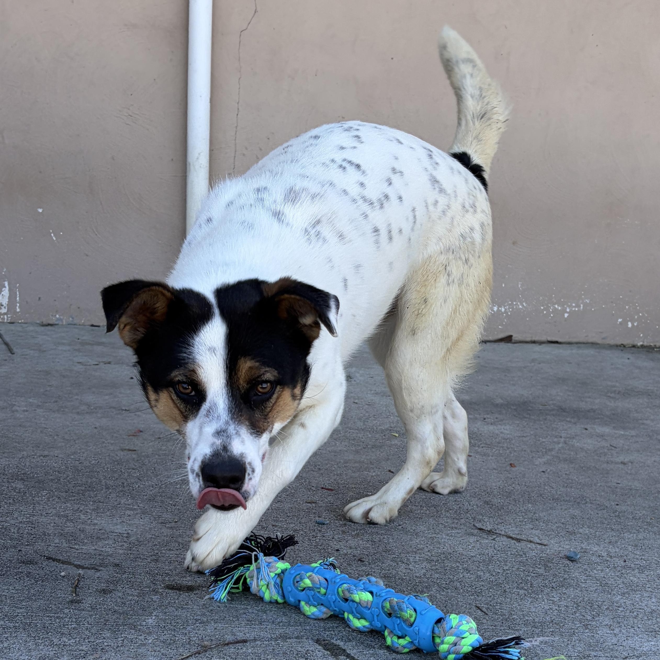 Enlarge Clinton, a ADOPTABLE mixed breed in Lumberton, NC image 1/5