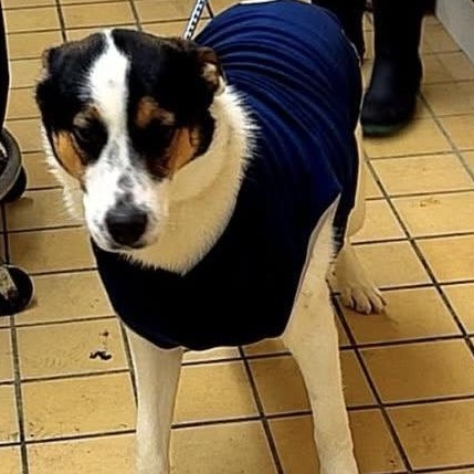 Clinton, ADOPTABLE, Young Male Labrador Retriever.