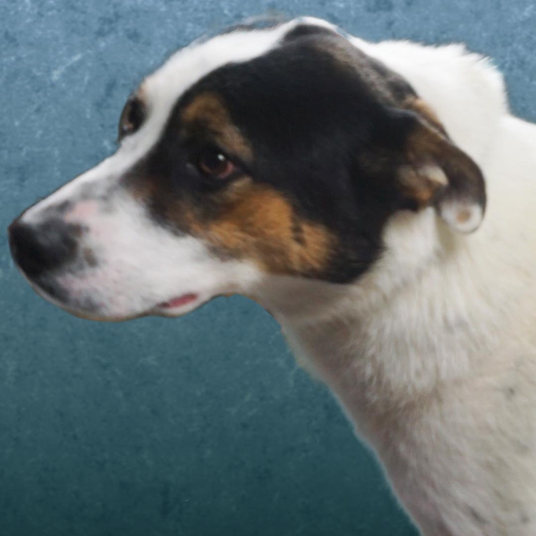 Enlarge Clinton, a ADOPTABLE mixed breed in Lumberton, NC image 5/5