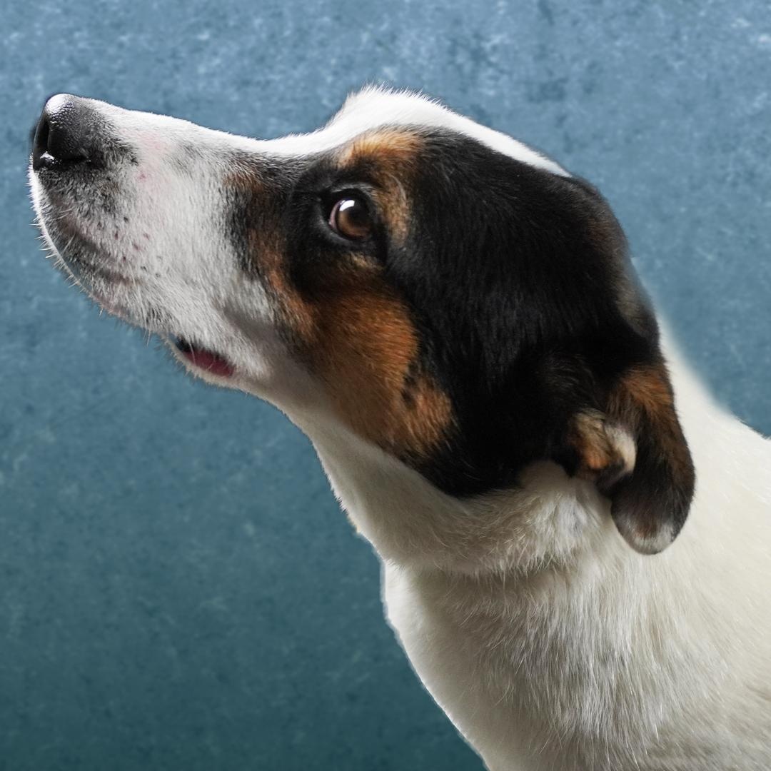 Clinton, ADOPTABLE, Young Male Labrador Retriever.