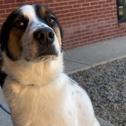 Enlarge Clinton, a ADOPTABLE mixed breed in Lumberton, NC image 1/1