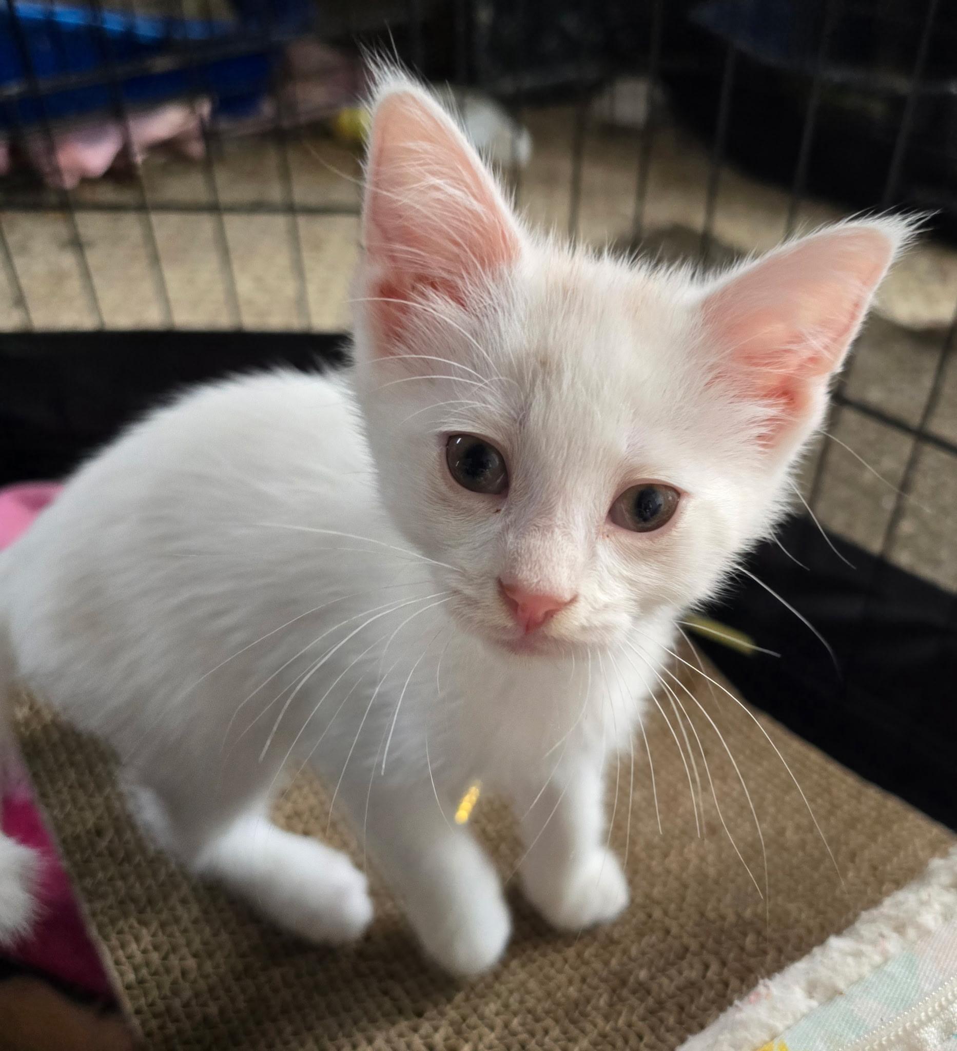 Fezzik - Available Soon, a ADOPTABLE Domestic Short Hair in Sauk City, WI image 5/5
