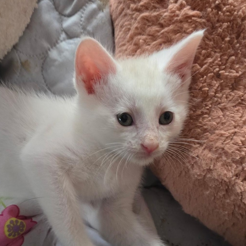 Fezzik - Available Soon, a ADOPTABLE Domestic Short Hair in Sauk City, WI image 3/5