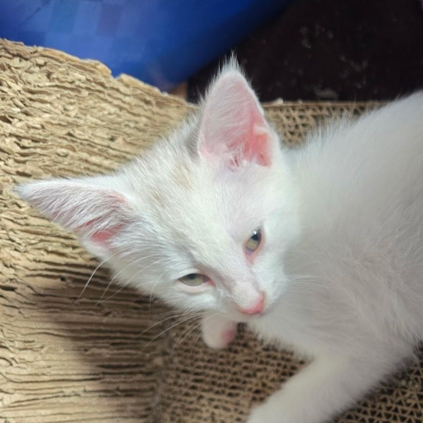 Fezzik - Available Soon, a ADOPTABLE Domestic Short Hair in Sauk City, WI image 4/5