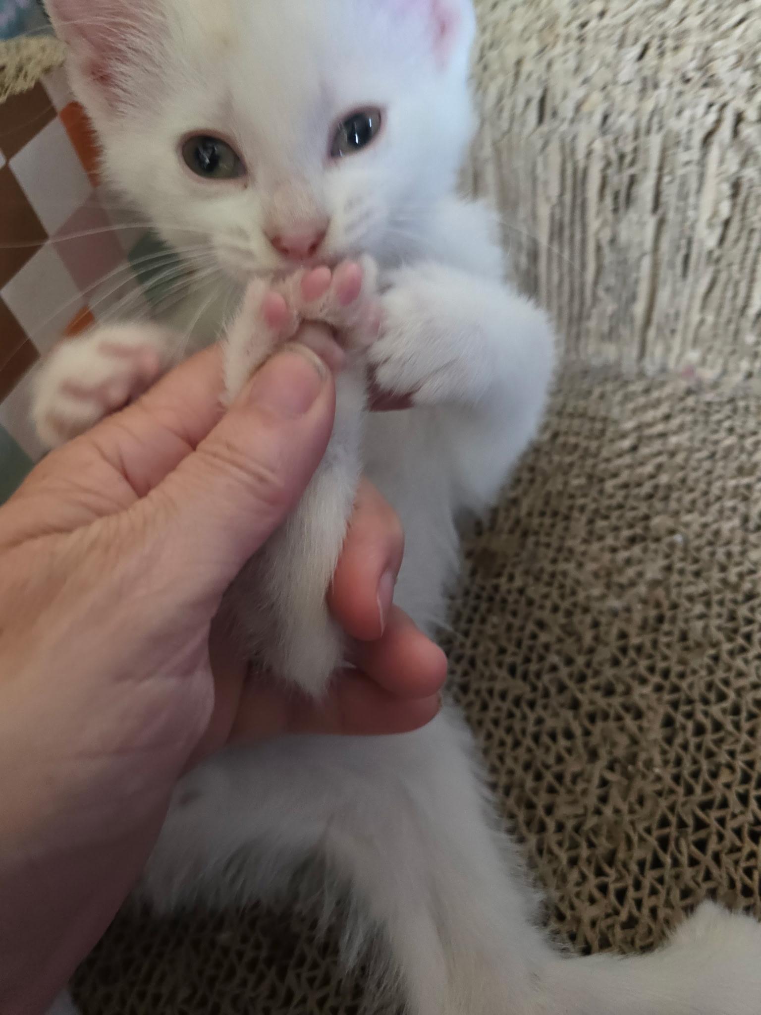 Fezzik - Available Soon, a ADOPTABLE Domestic Short Hair in Sauk City, WI image 2/5