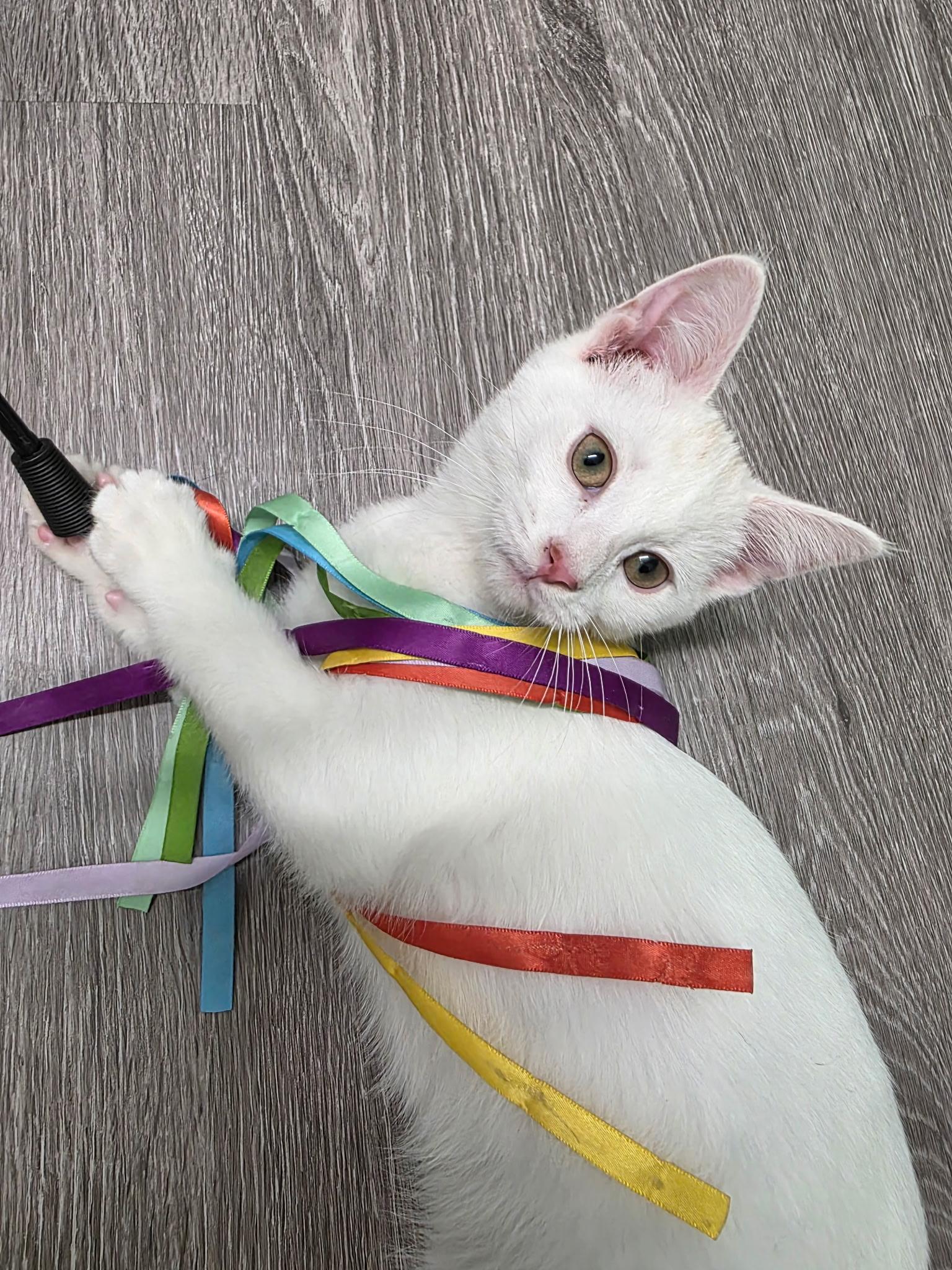 Fezzik, Adoptable, Kitten Male Domestic Short Hair.