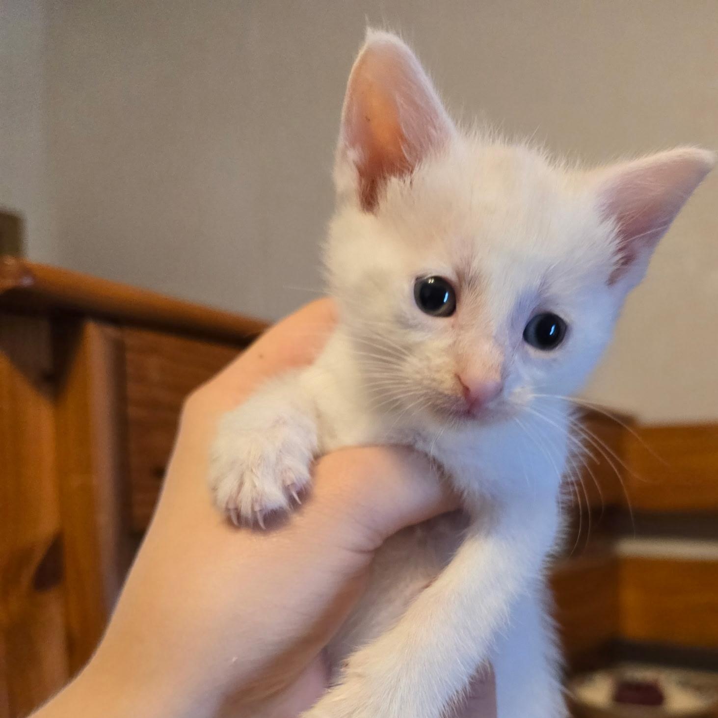 Fezzik - Available Soon, ADOPTABLE, Kitten Male Domestic Short Hair.