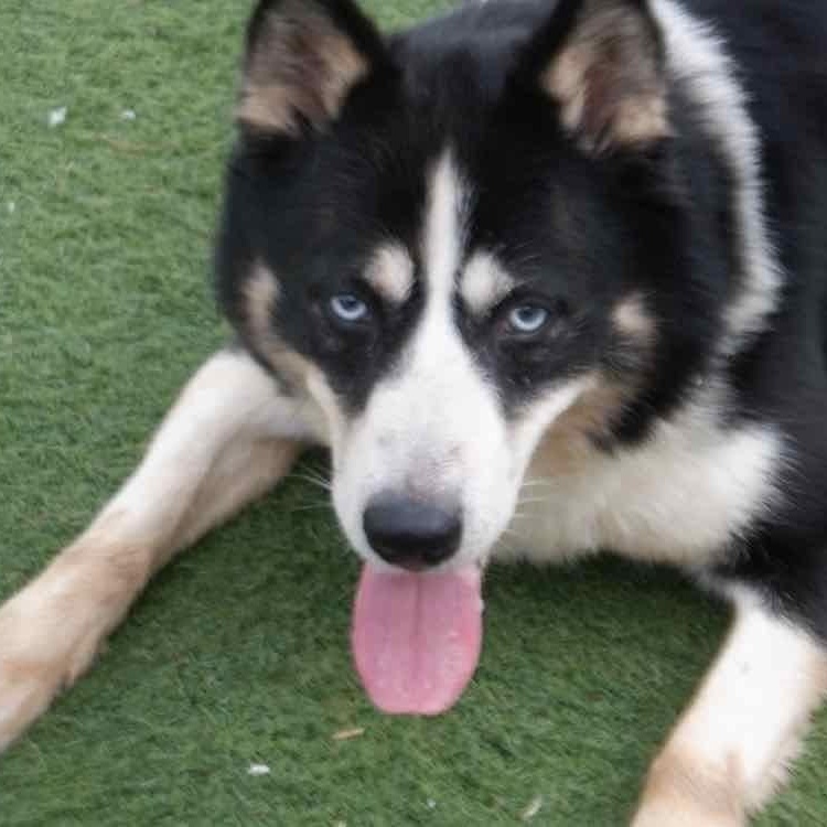 Dominic (Bonded pair with Mica), ADOPTABLE, Adult Male Husky & Border Collie.
