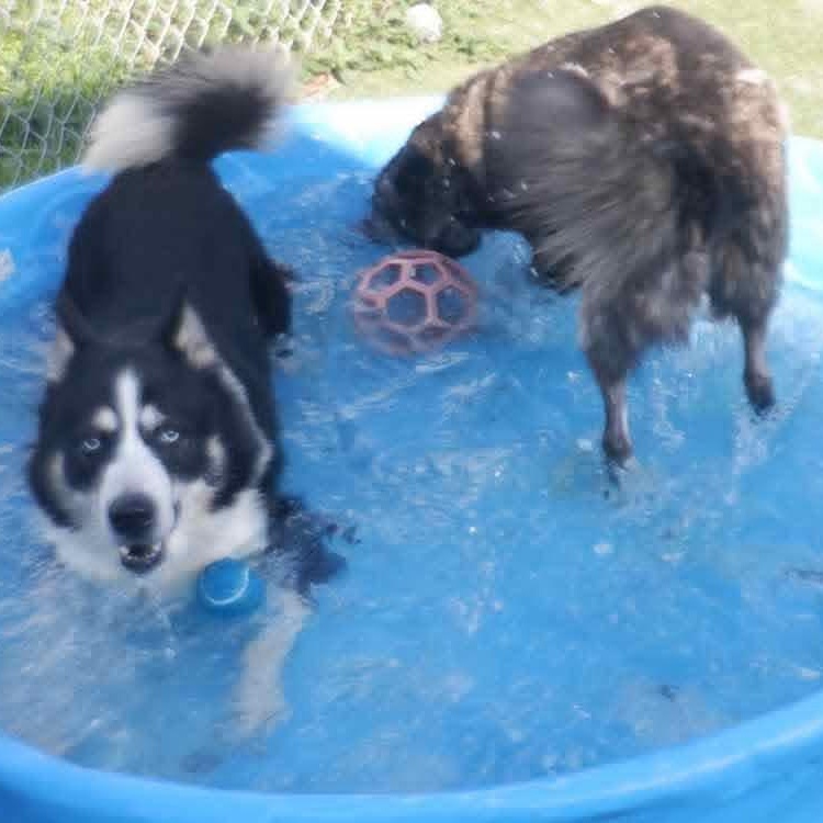 Enlarge Dominic (Bonded pair with Mica), a ADOPTABLE mixed breed in Richmond Hill, ON image 3/5