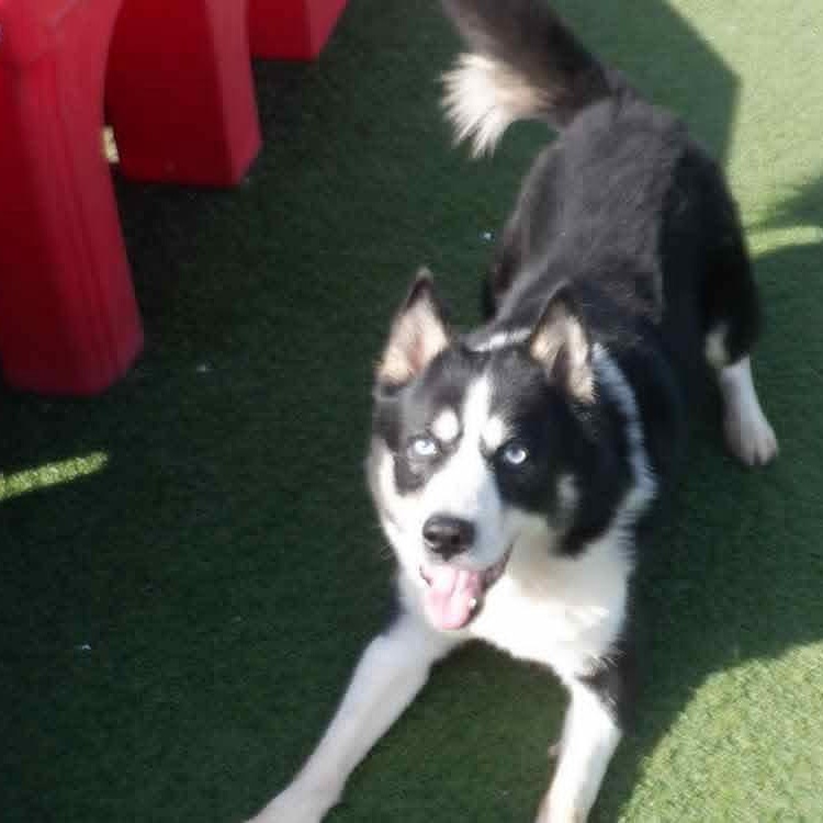 Enlarge Dominic (Bonded pair with Mica), a ADOPTABLE mixed breed in Richmond Hill, ON image 2/5