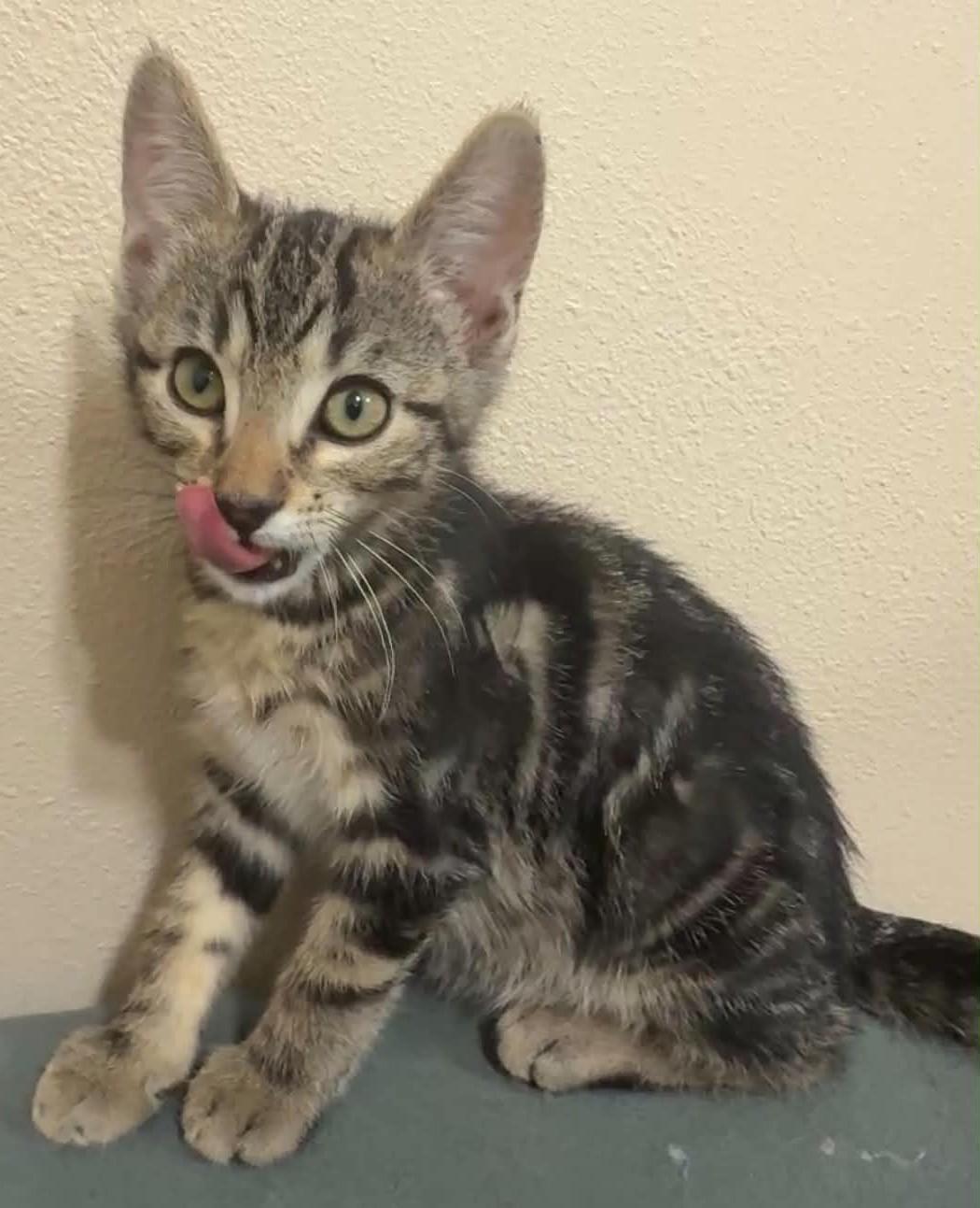 Enlarge Tex, a ADOPTABLE mixed breed in Tehachapi, CA image 2/5