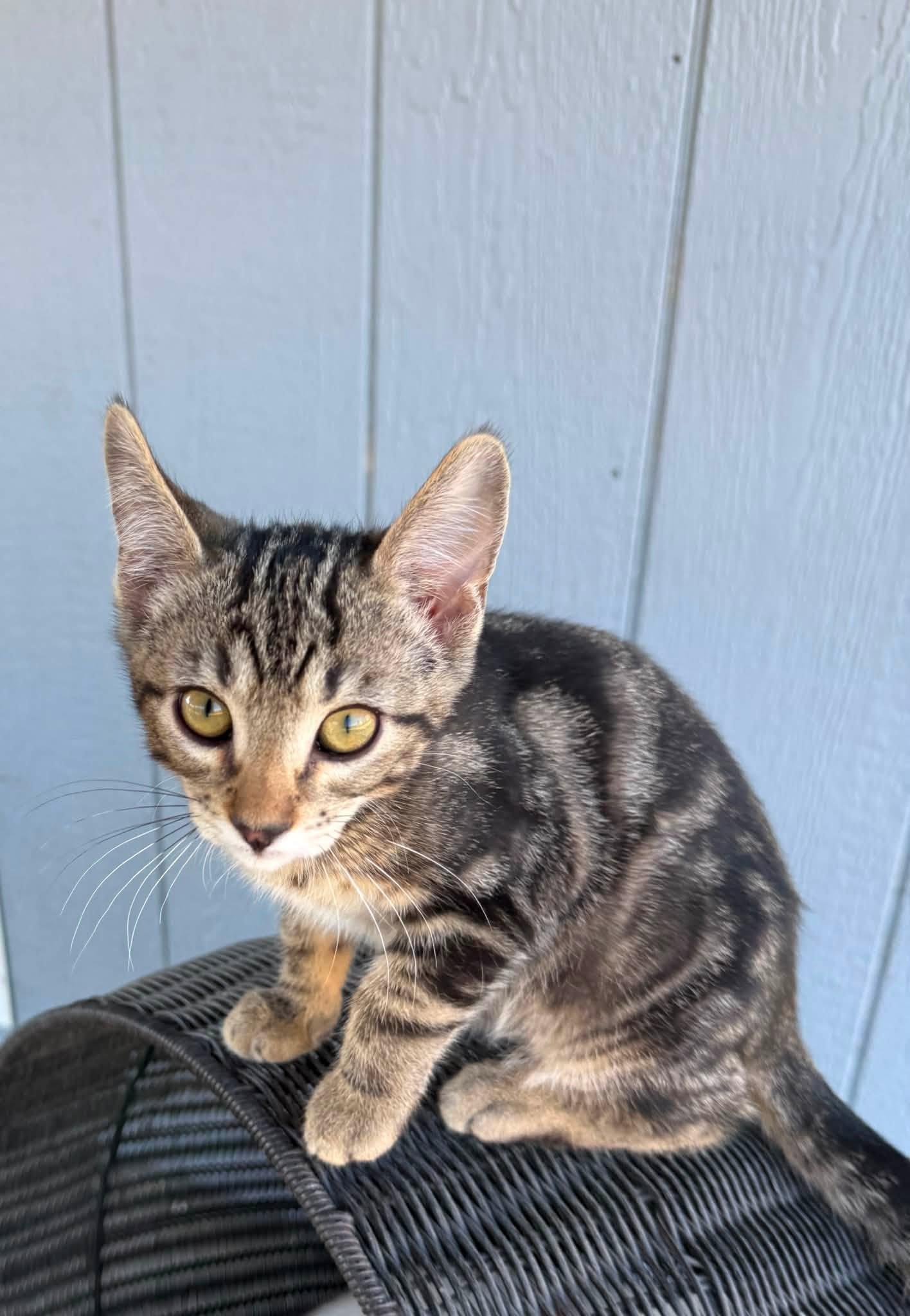 Tex, ADOPTABLE, Kitten Male Tabby & Domestic Short Hair.