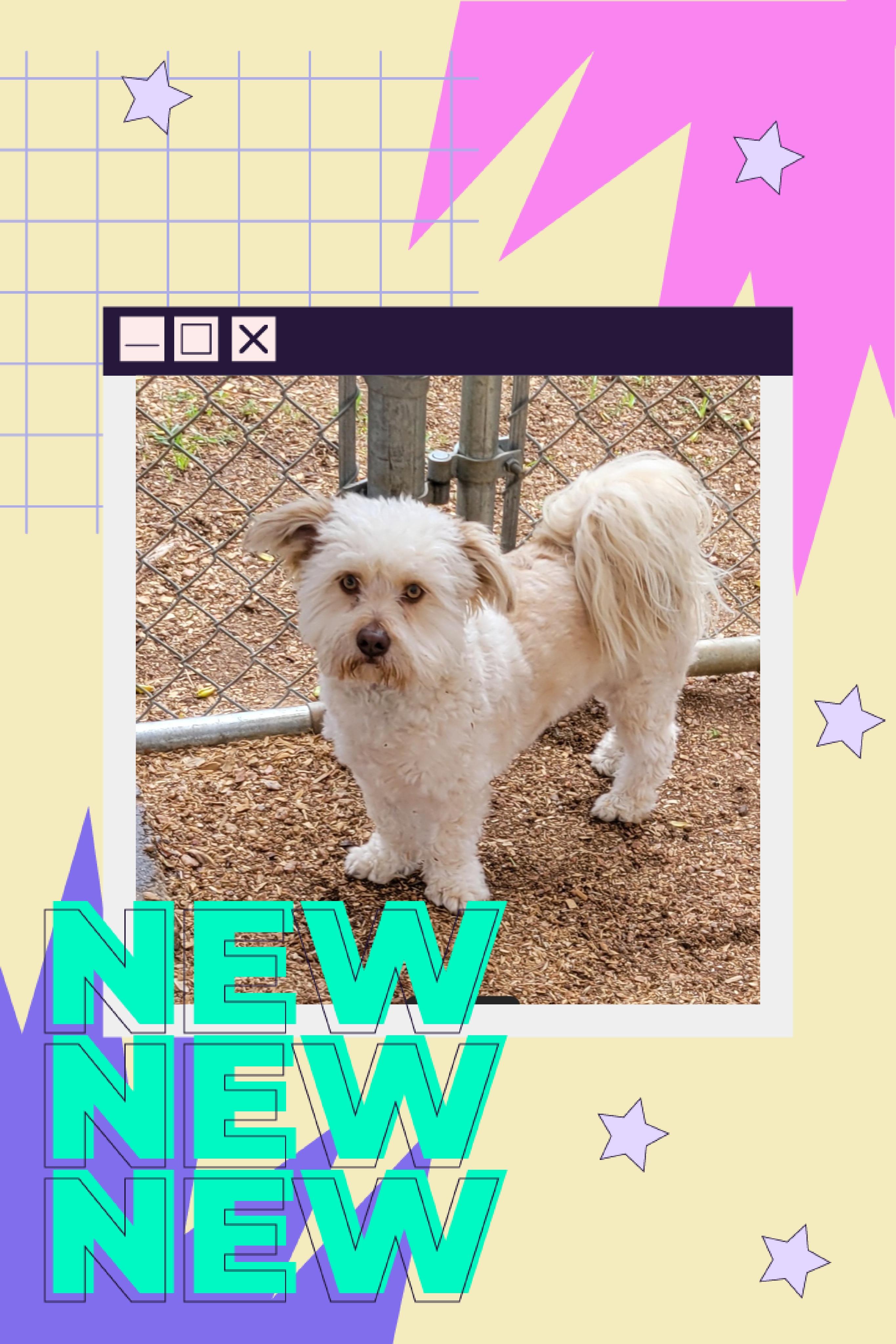 Enlarge Duke, an adopted mixed breed in Granbury, TX image 1/1