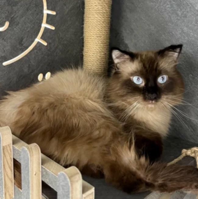 SEAWEED, ADOPTABLE, Young Male Himalayan.