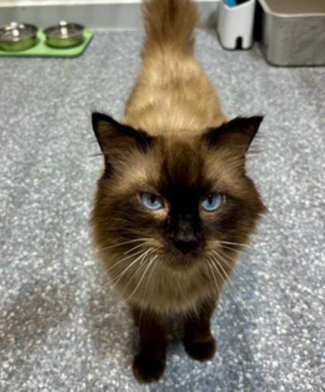SEAWEED, a ADOPTABLE Himalayan in Madison, WI image 3/3