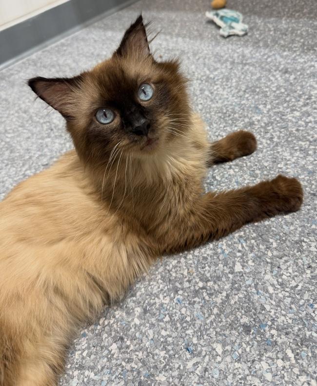 SEAWEED, a ADOPTABLE Himalayan in Madison, WI image 2/3