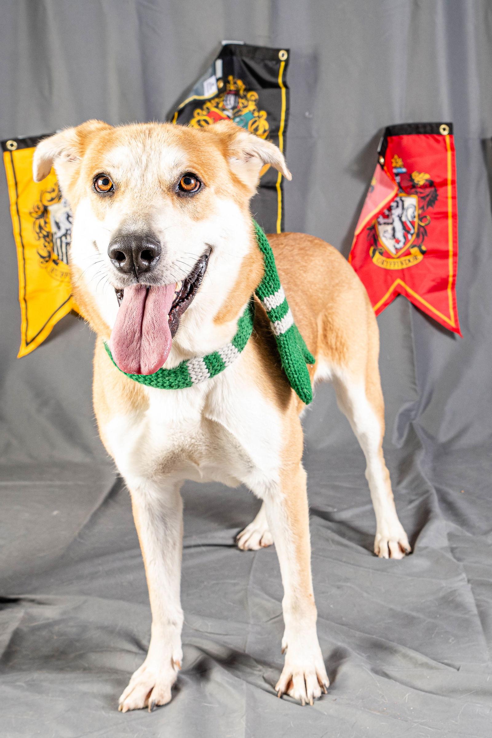 Lizzie, a Adoptable Labrador Retriever in Rowlett, TX image 3/3