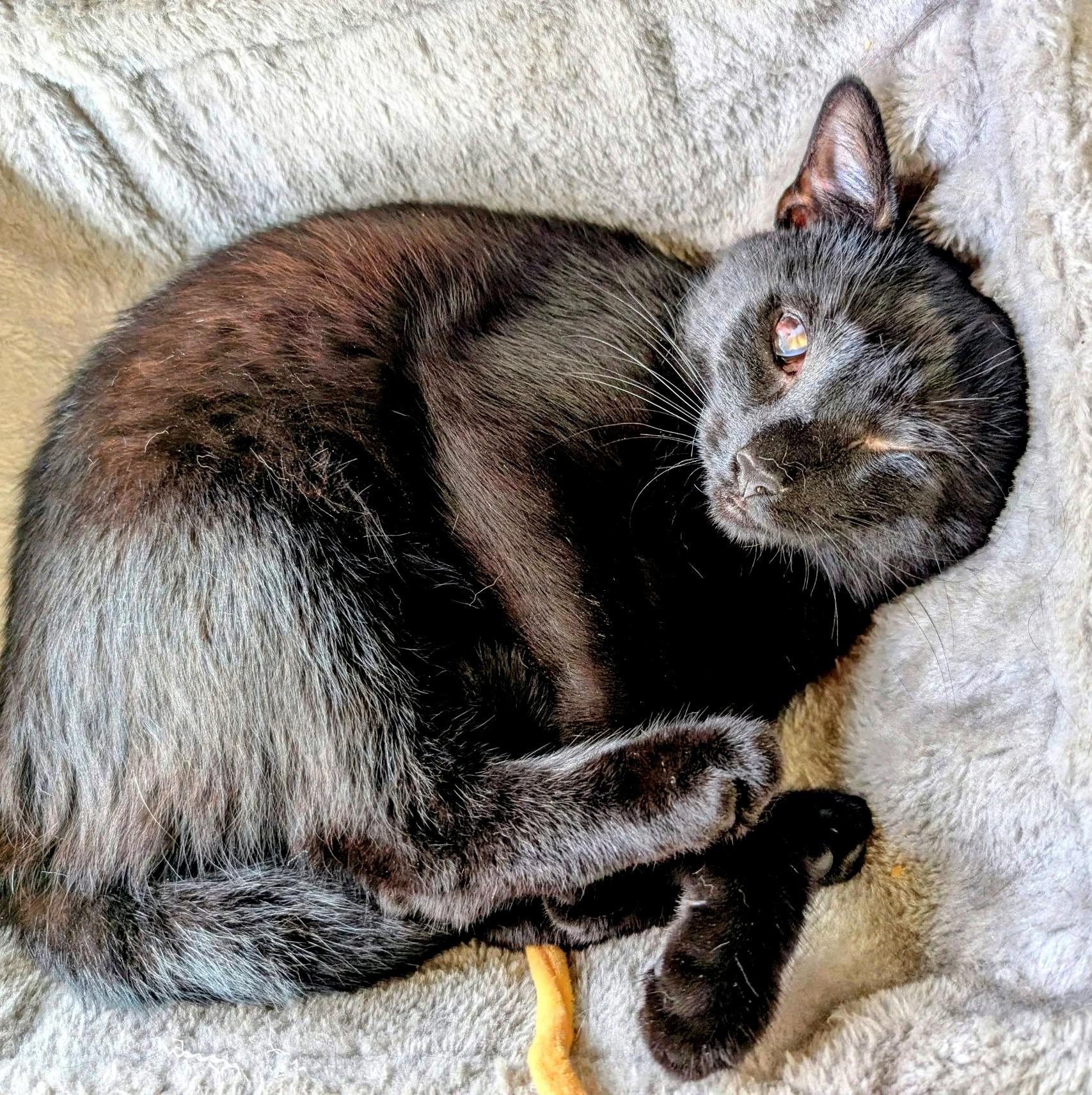 Enlarge Pat, a Adoptable Domestic Short Hair in Pittsburgh, PA image 4/6