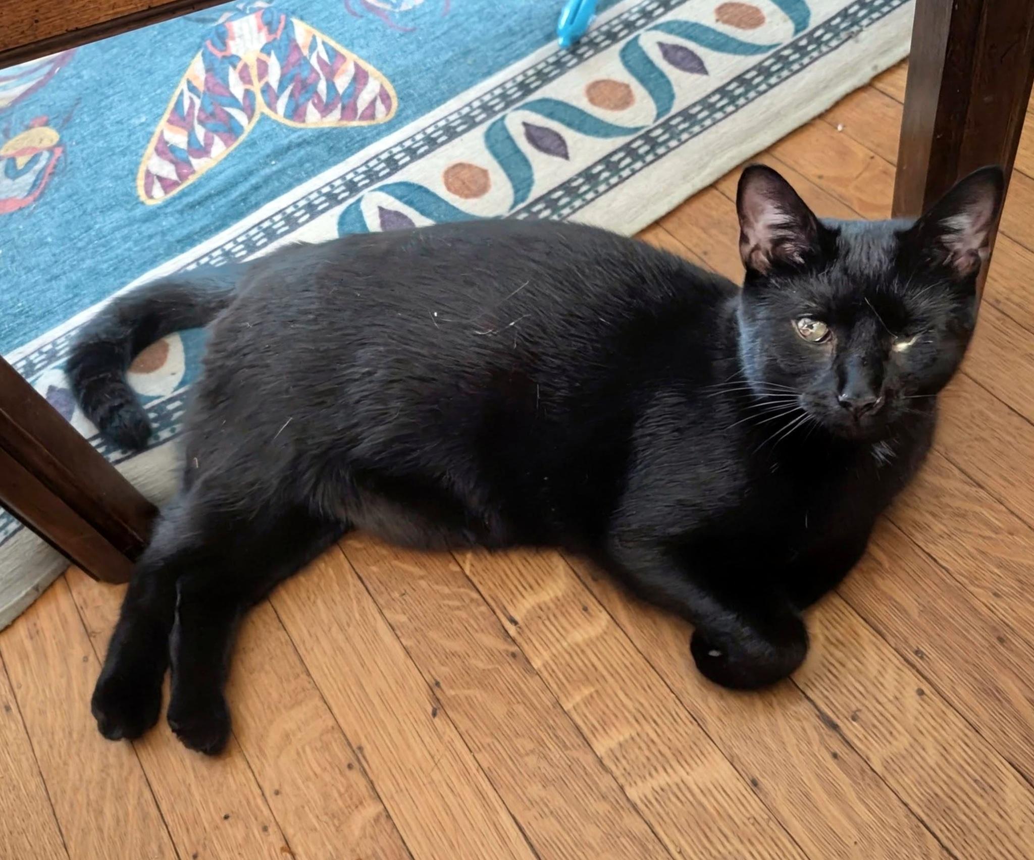 Enlarge Pat, a Adoptable Domestic Short Hair in Pittsburgh, PA image 6/6