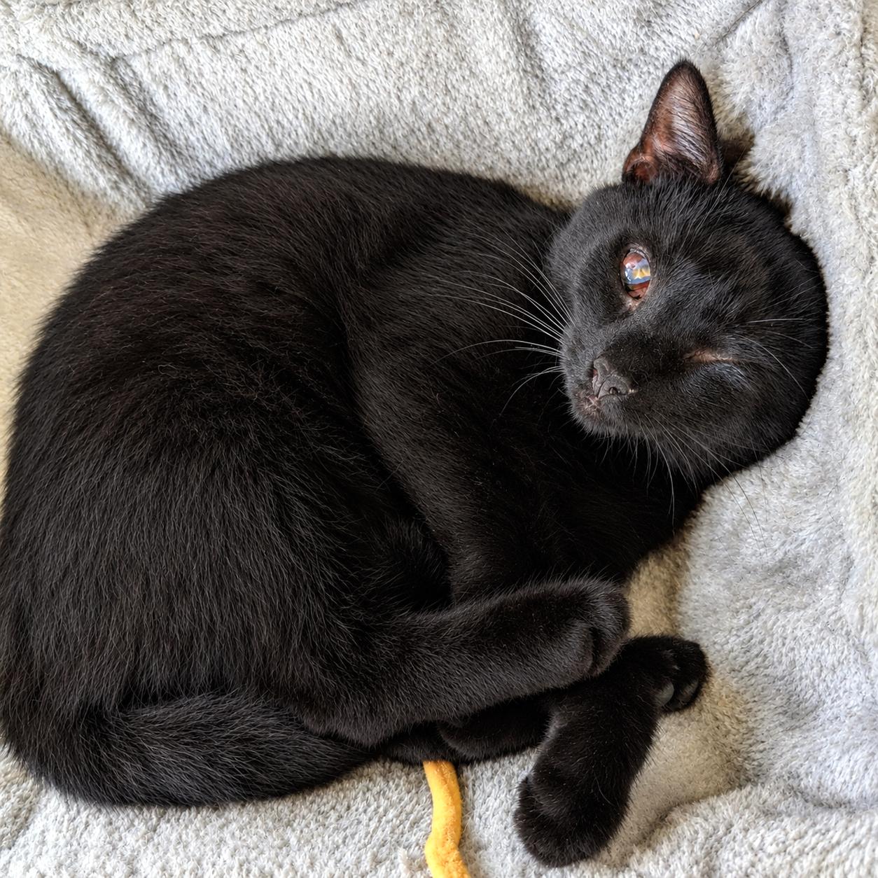 Enlarge Pat, a Adoptable Domestic Short Hair in Pittsburgh, PA image 1/6