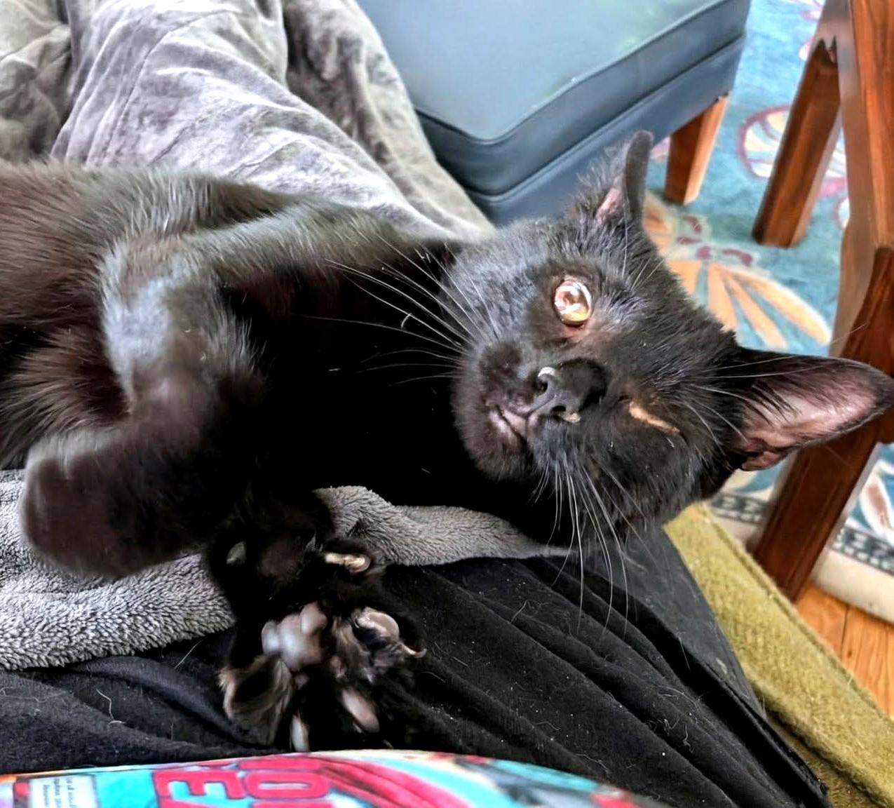 Enlarge Pat, a Adoptable Domestic Short Hair in Pittsburgh, PA image 5/6
