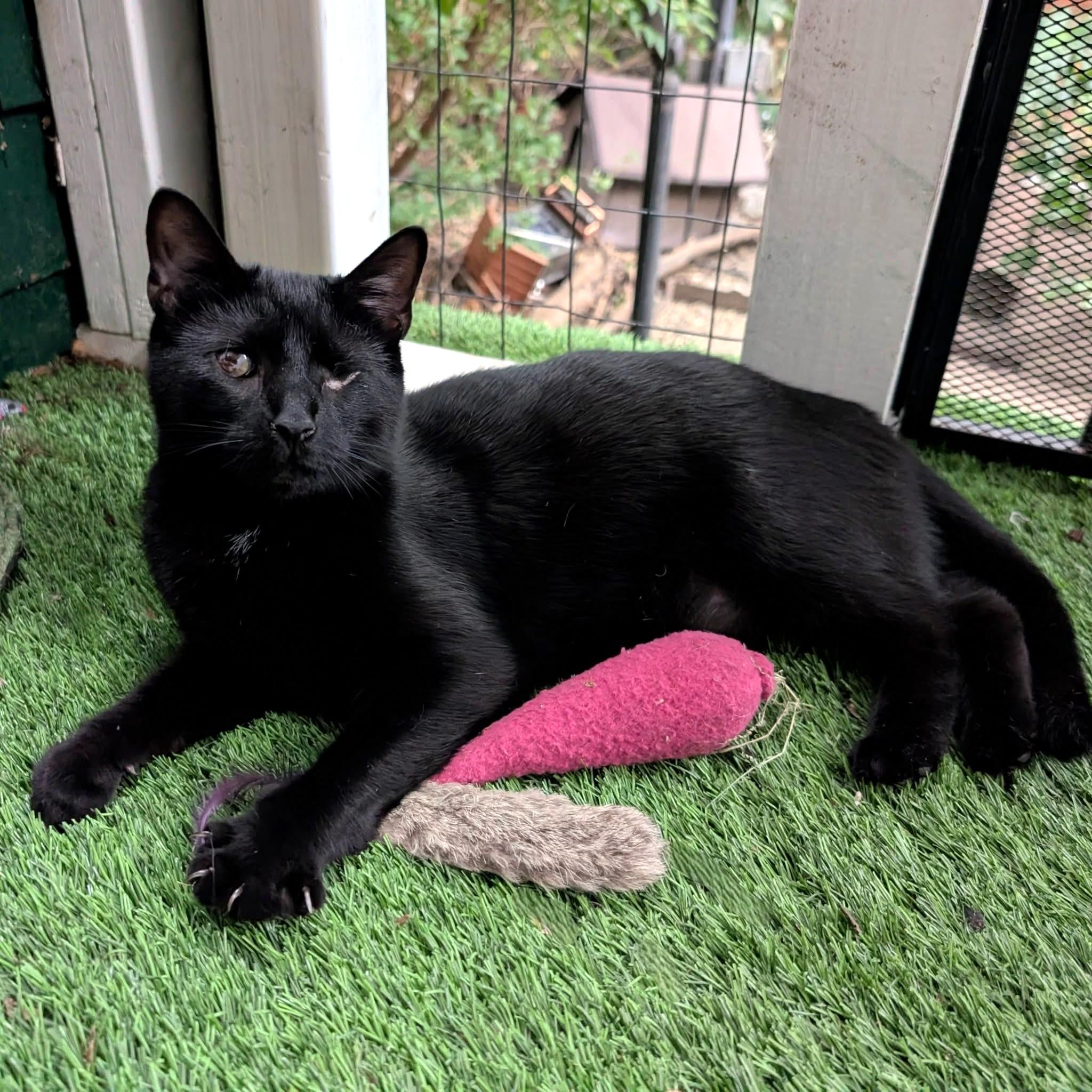 Pat, Adoptable, Young Male Domestic Short Hair.