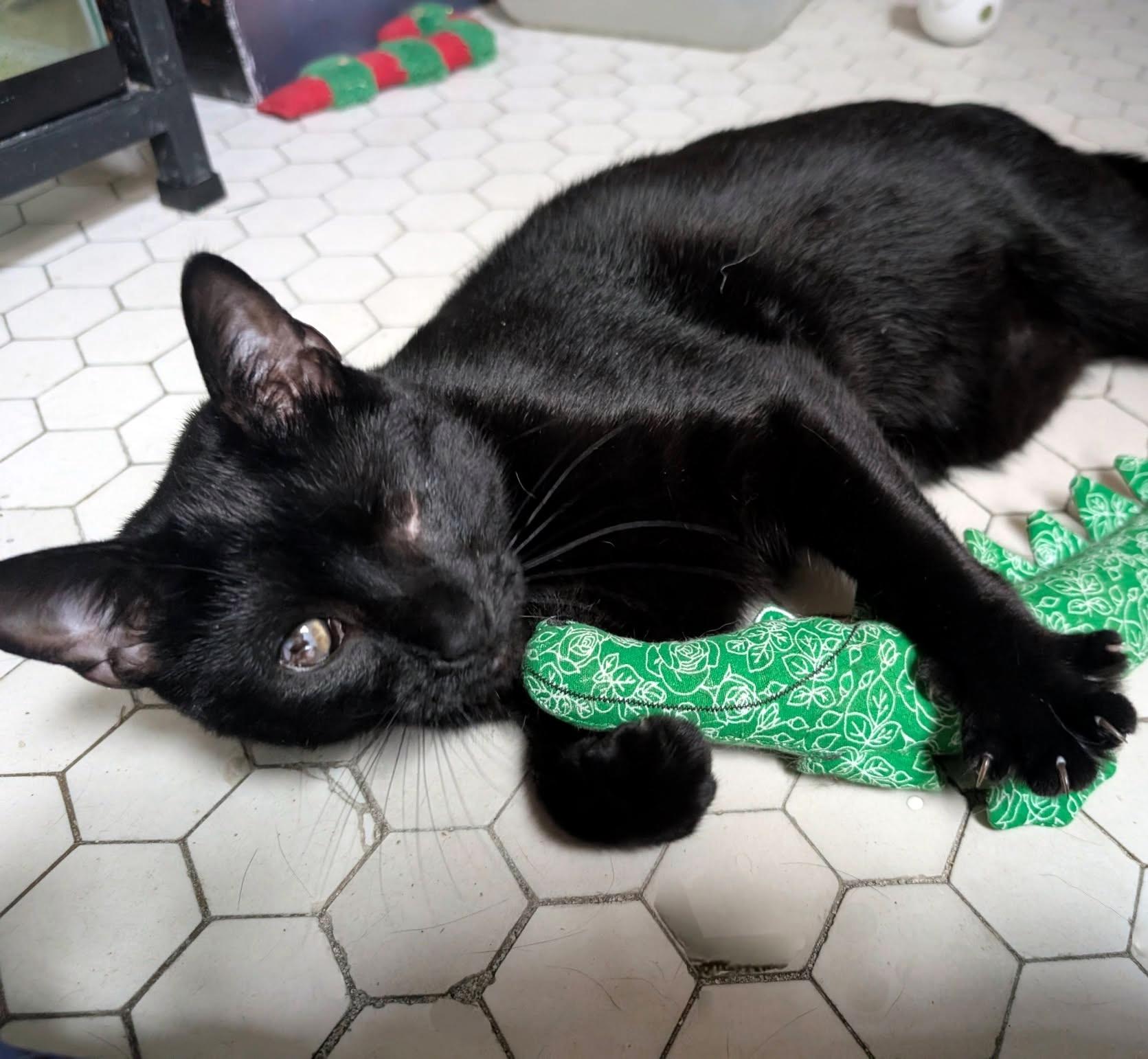 Enlarge Pat, a Adoptable Domestic Short Hair in Pittsburgh, PA image 3/6