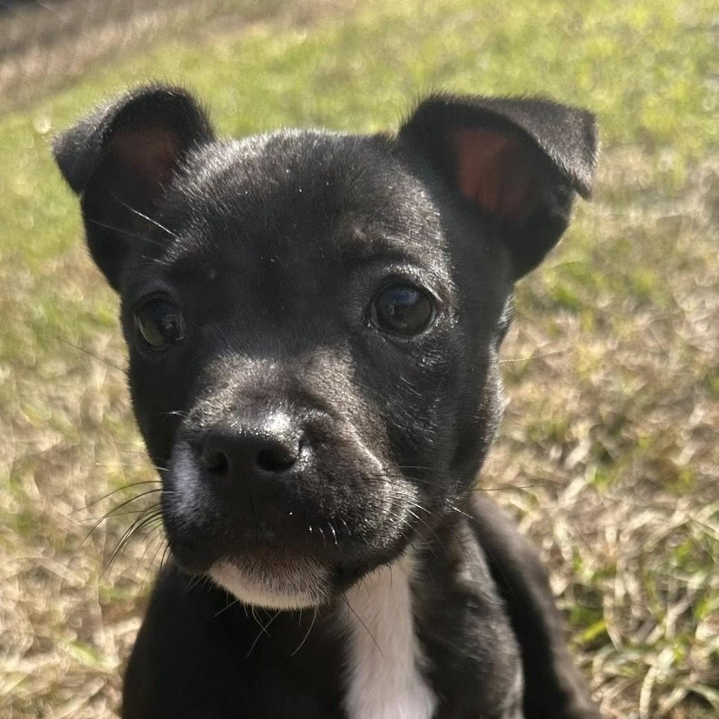 Willa, ADOPTABLE, Puppy Female Pit Bull Terrier.