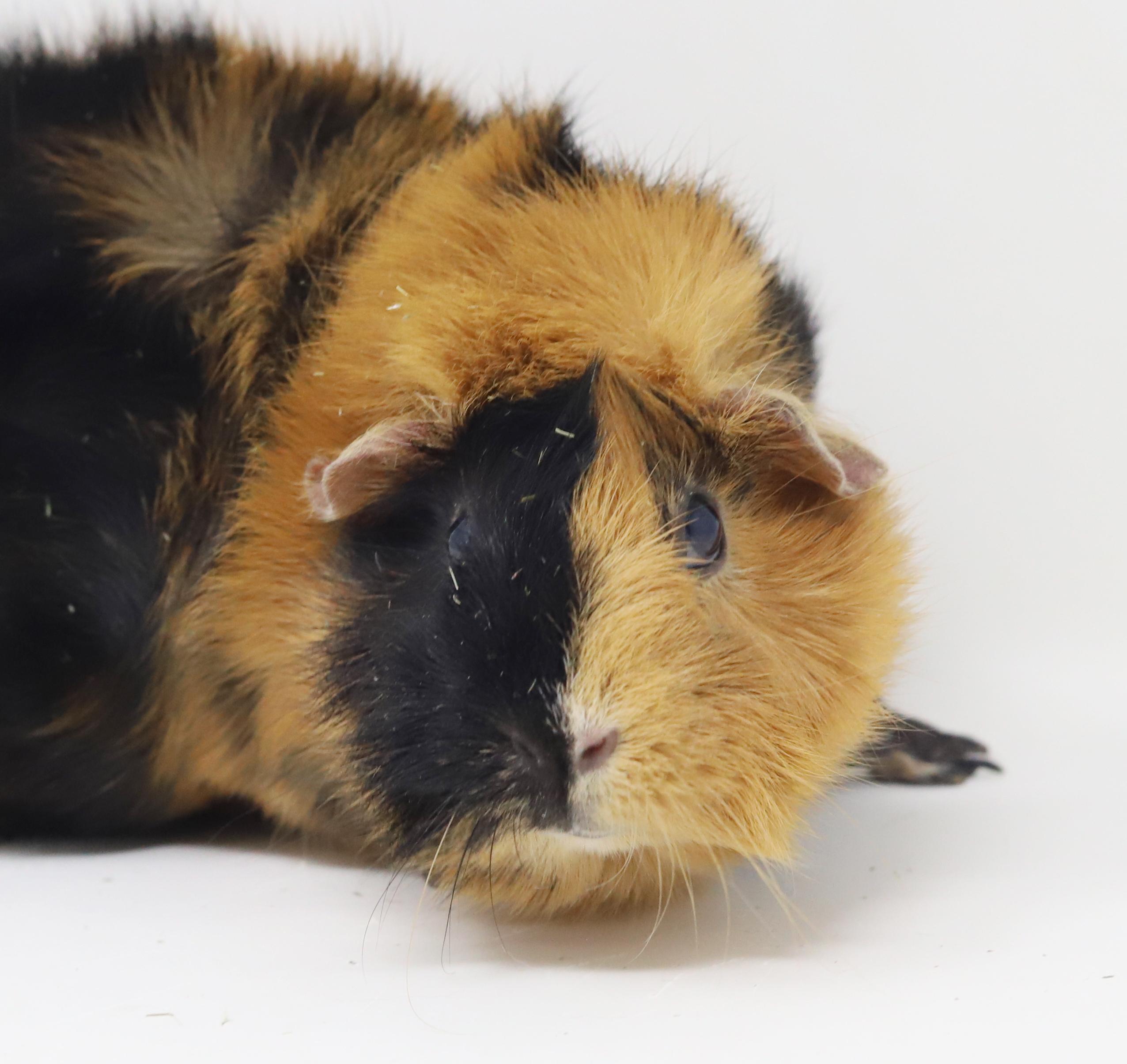 Peanuts is DEFINITELY purrfect! She's a living doll! Bonded TRIO, a Adoptable Abyssinian in Bedford Hills, NY image 6/6