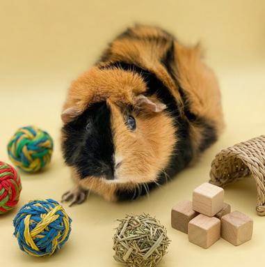 Peanuts is DEFINITELY purrfect!  She's a living doll!  Bonded TRIO, Adoptable, Young Female Abyssinian.