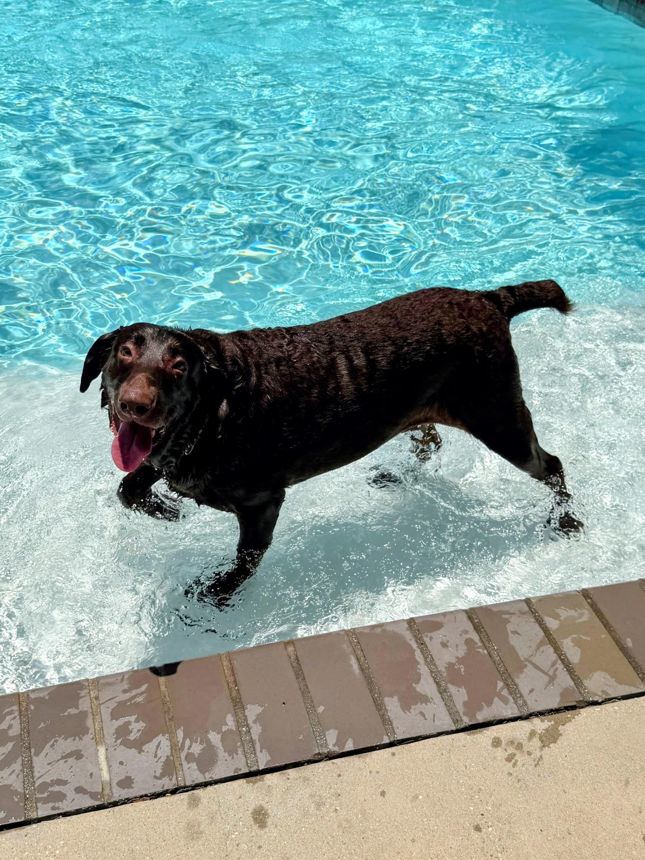 Enlarge Boony, an adoptable Chocolate Labrador Retriever in Willington, CT image 5/6