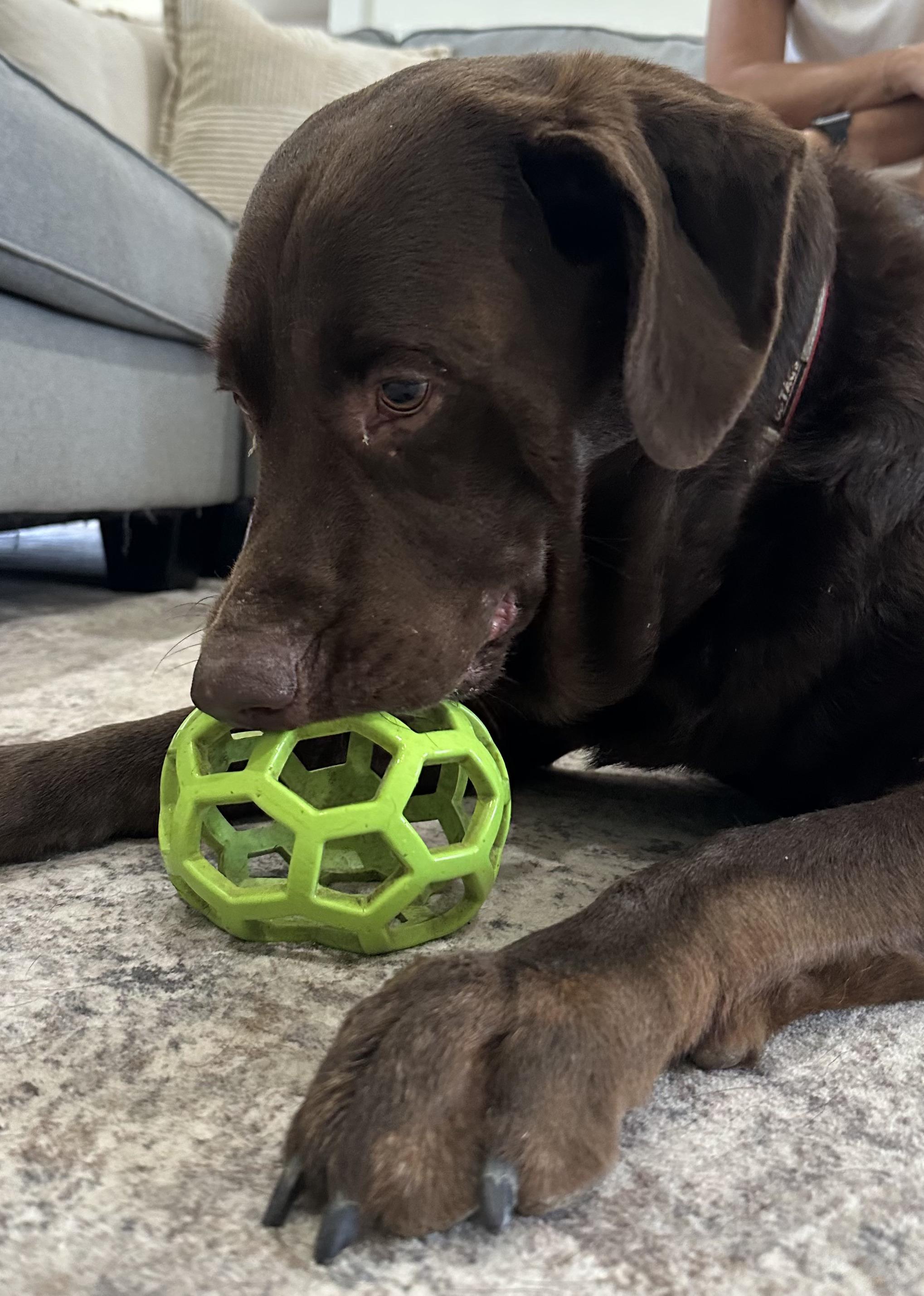 Enlarge Boony, an adoptable Chocolate Labrador Retriever in Willington, CT image 2/6