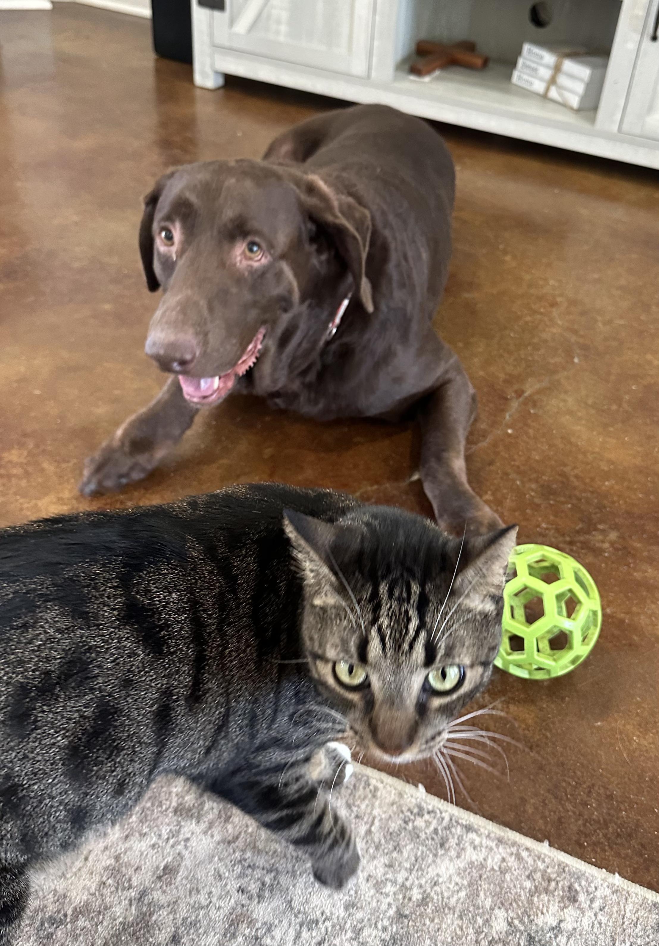 Boony, adoptable, Adult Male Chocolate Labrador Retriever.