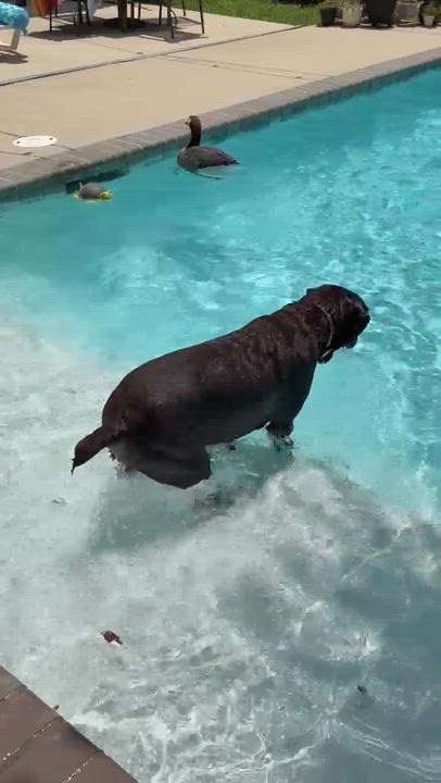 Enlarge Boony, an adoptable Chocolate Labrador Retriever in Willington, CT video 6/6