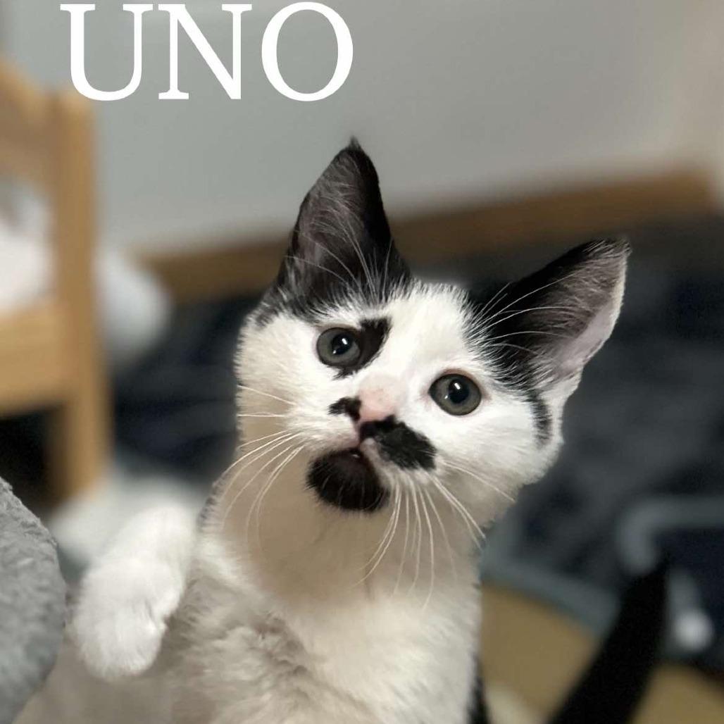 Uno, Adoptable, Young Female Domestic Short Hair.