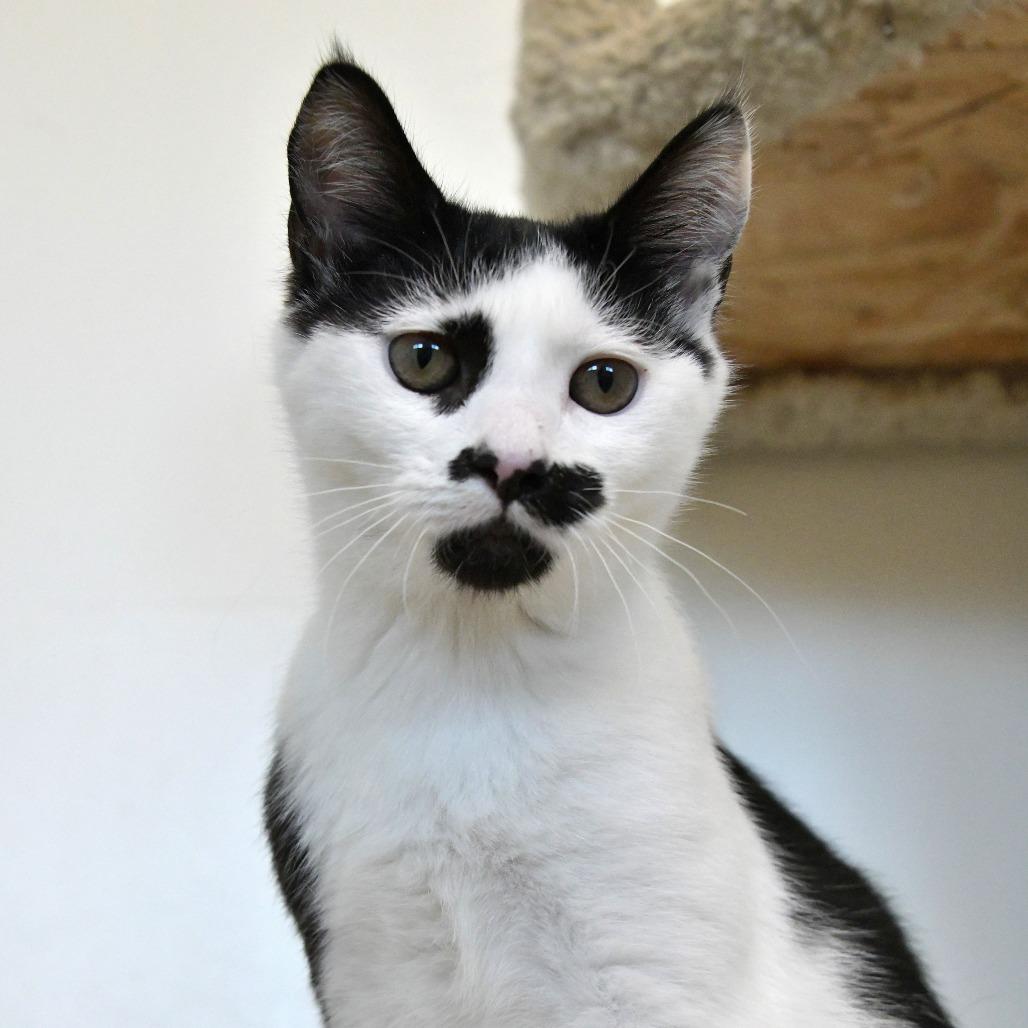 Enlarge Uno, a Adoptable Domestic Short Hair in Chilliwack, BC image 2/3