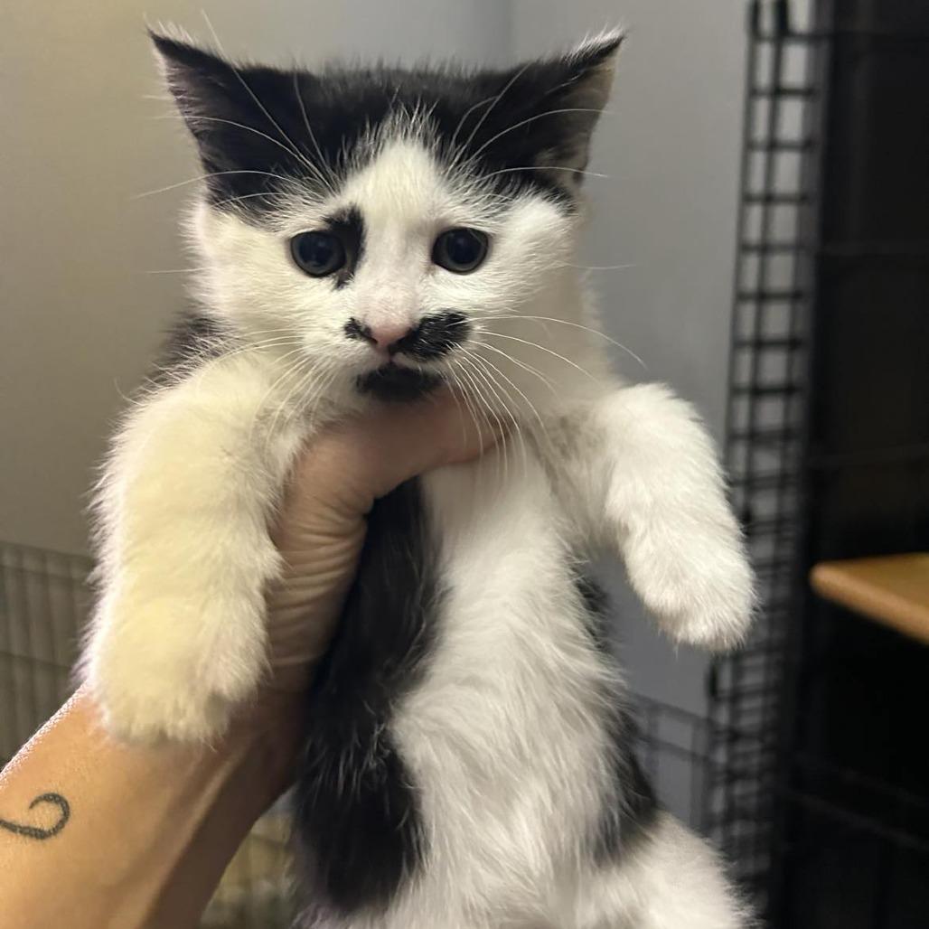 Enlarge Uno, a Adoptable Domestic Short Hair in Chilliwack, BC image 3/3