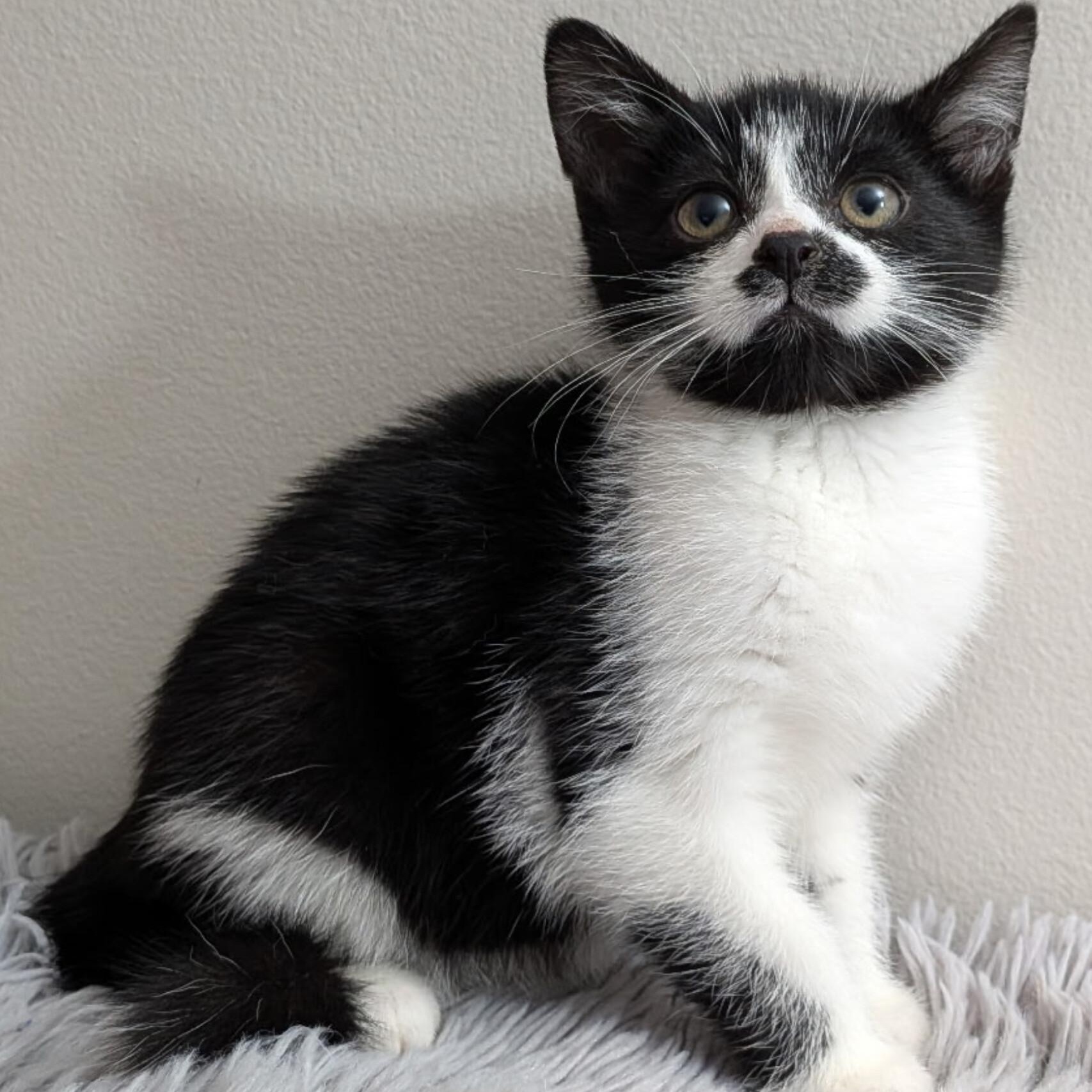 Pre-Adoption: Tic, Adoptable, Kitten Male Domestic Short Hair.