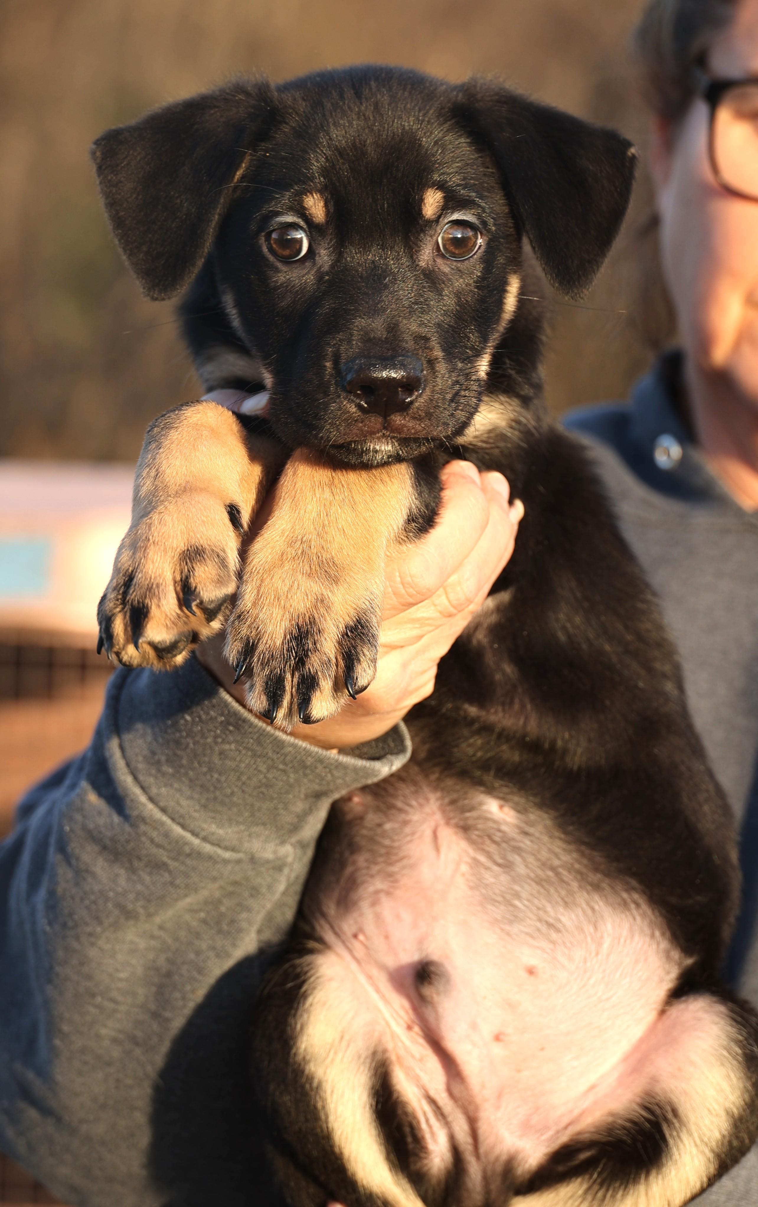 Enlarge Curtis-Available! www.lhar.dog to apply! , an adoptable mixed breed in Frederick, MD image 2/5