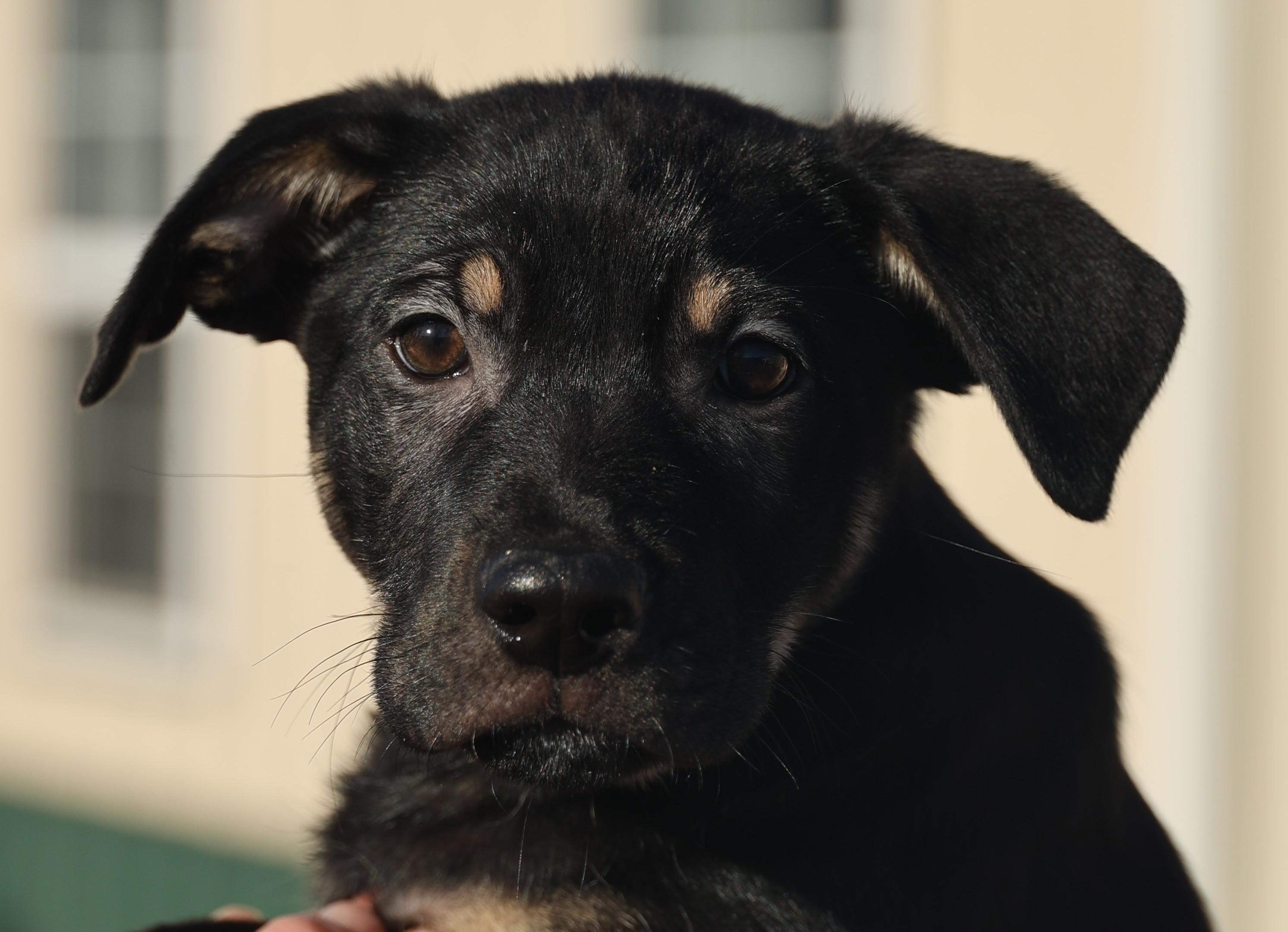 Curtis-Available! www.lhar.dog to apply! , adoptable, Puppy Male Shepherd.