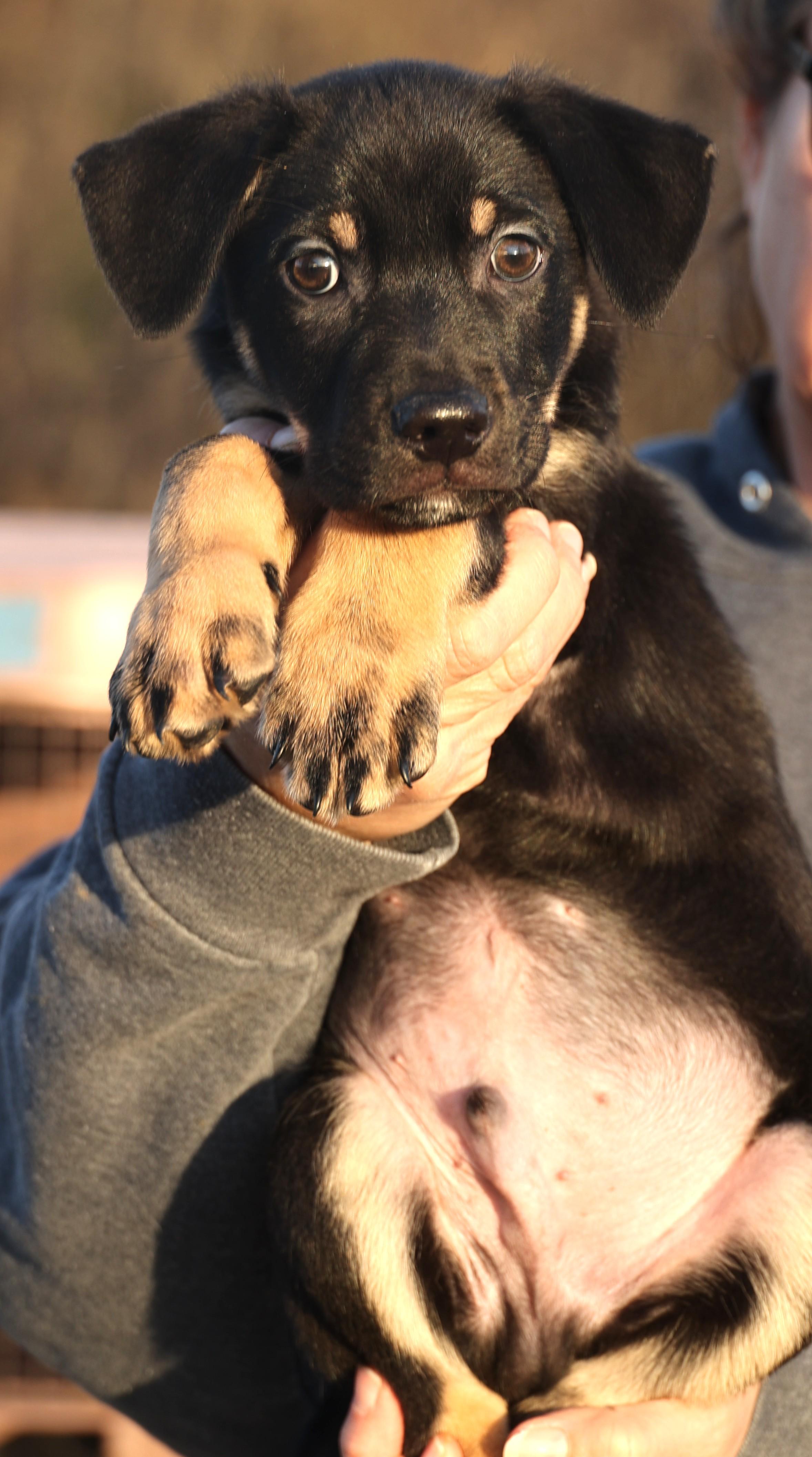 Enlarge Curtis-Available! www.lhar.dog to apply! , an adoptable mixed breed in Frederick, MD image 3/5