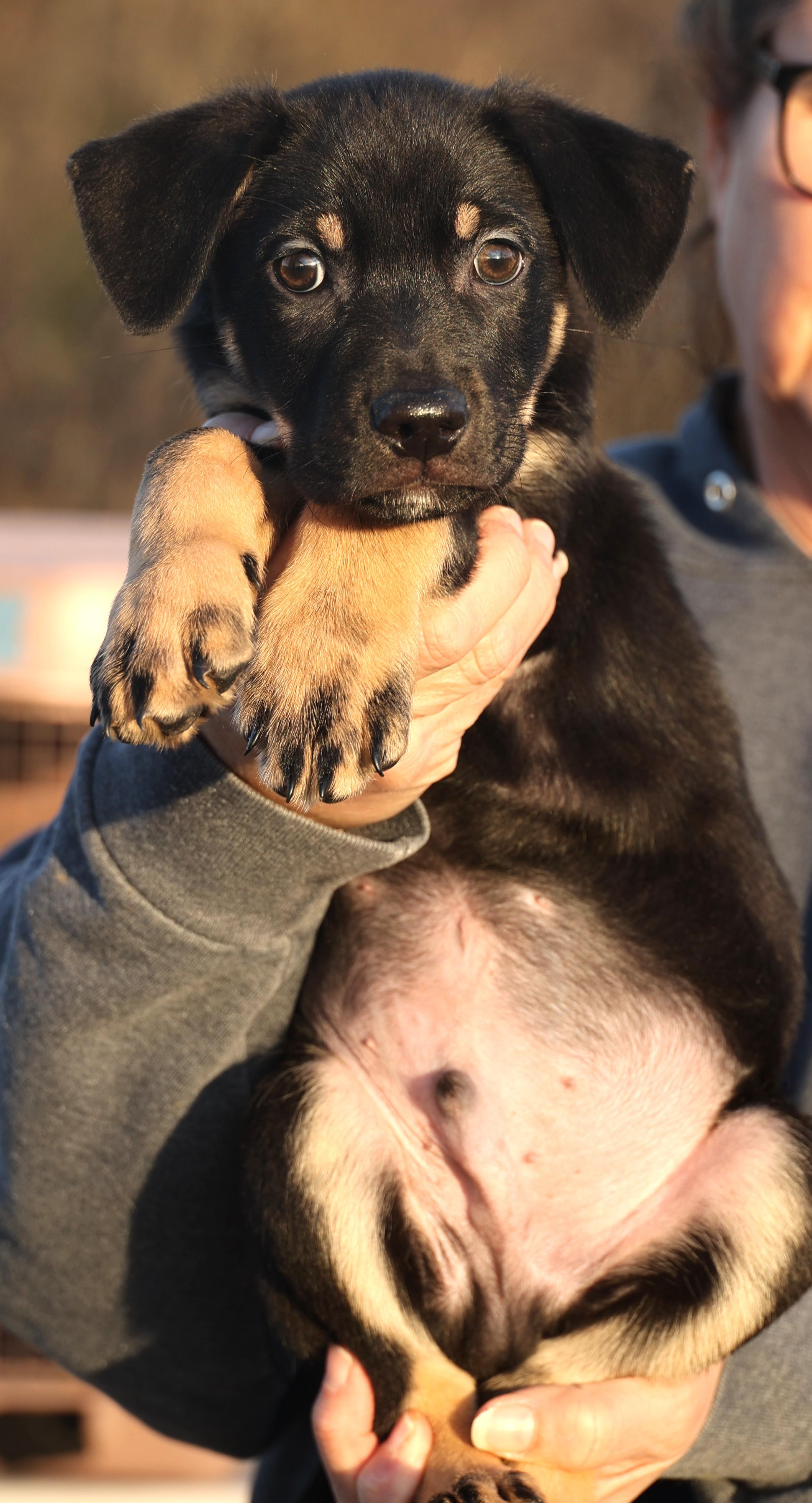 Enlarge Curtis-Available! www.lhar.dog to apply! , an adoptable mixed breed in Frederick, MD image 4/5