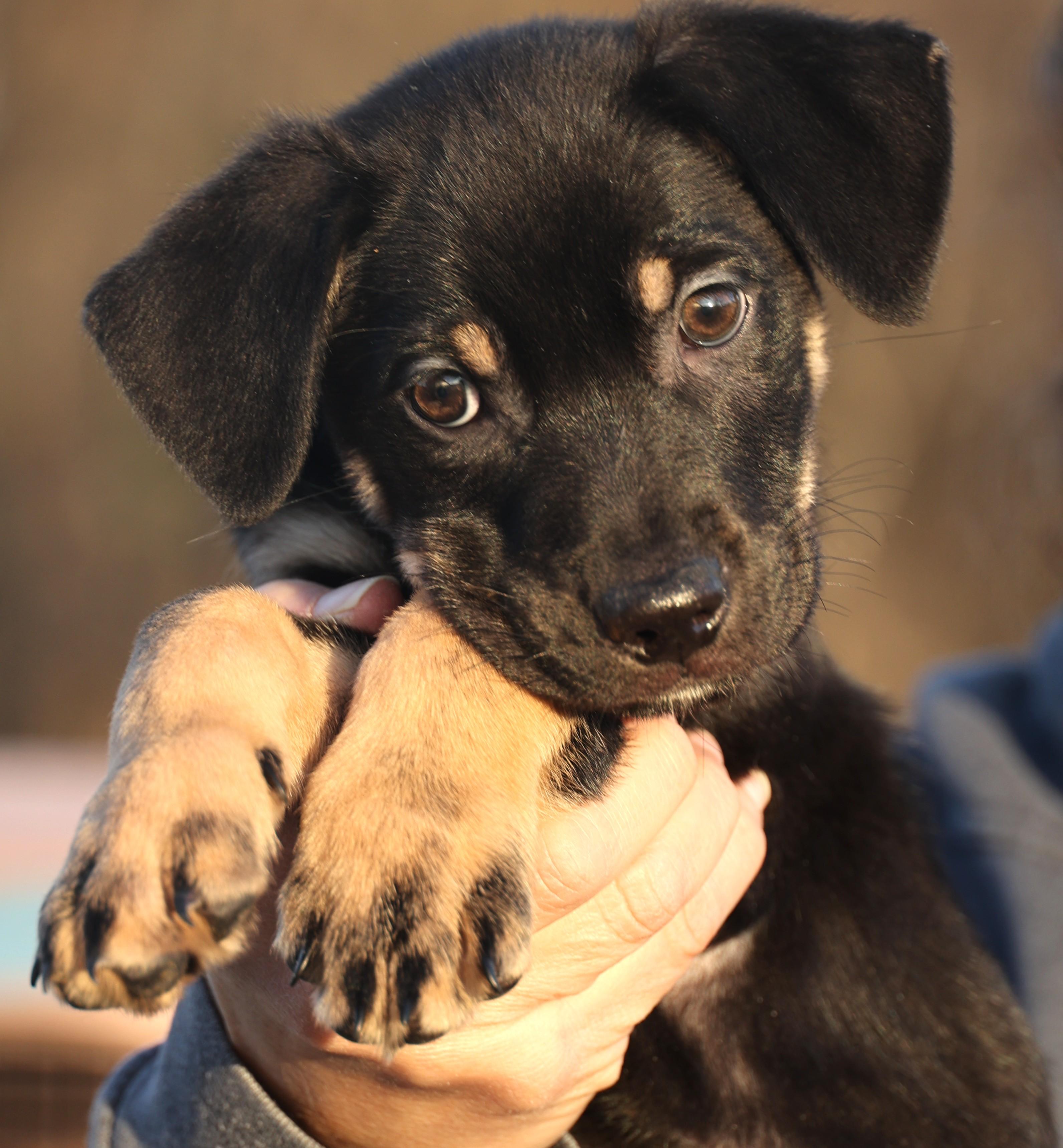 Enlarge Curtis-Available! www.lhar.dog to apply! , an adoptable mixed breed in Frederick, MD image 1/5