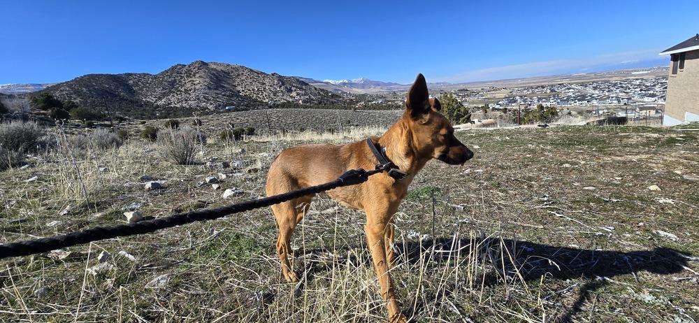 Enlarge Crue, a Adoptable mixed breed in Draper, UT image 1/6